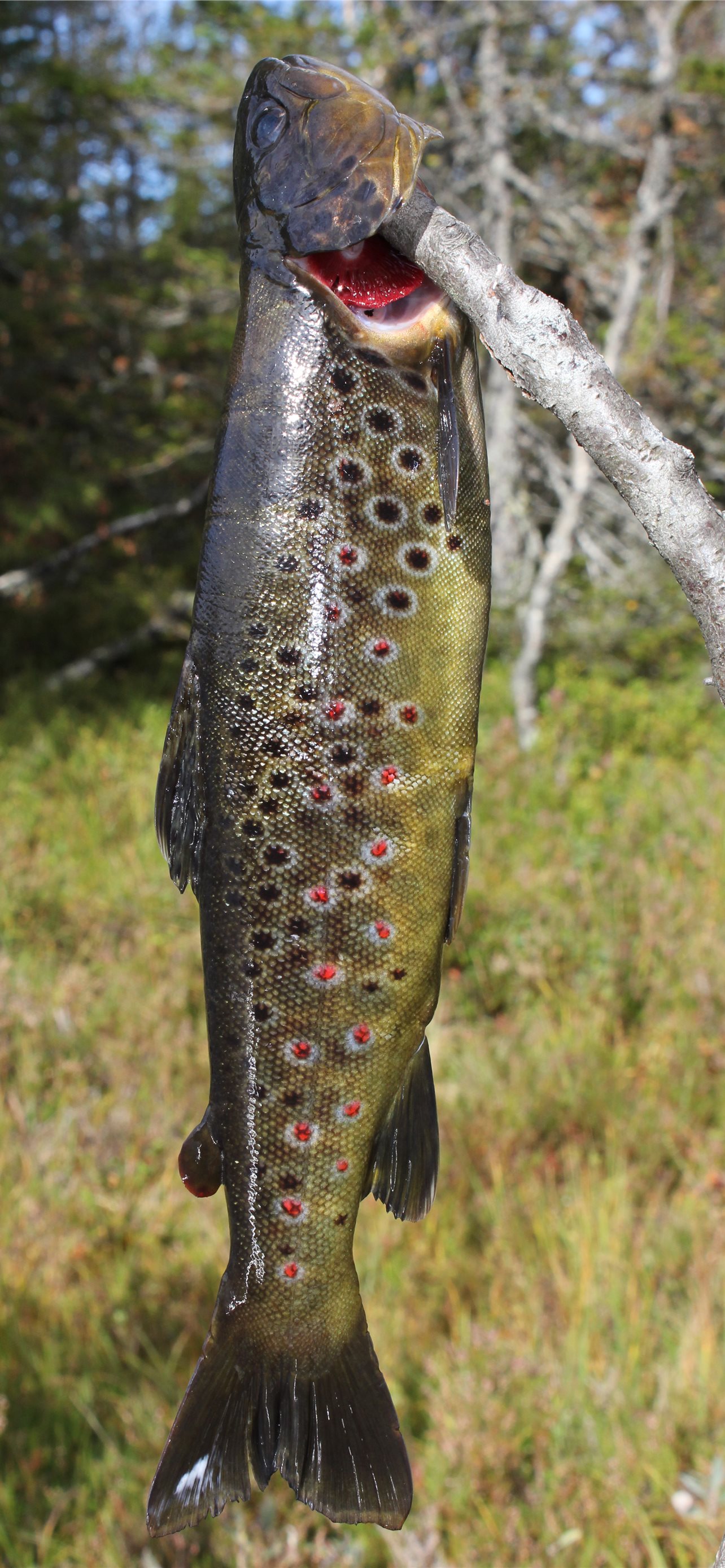 Trout Wall Paper Wallpapers