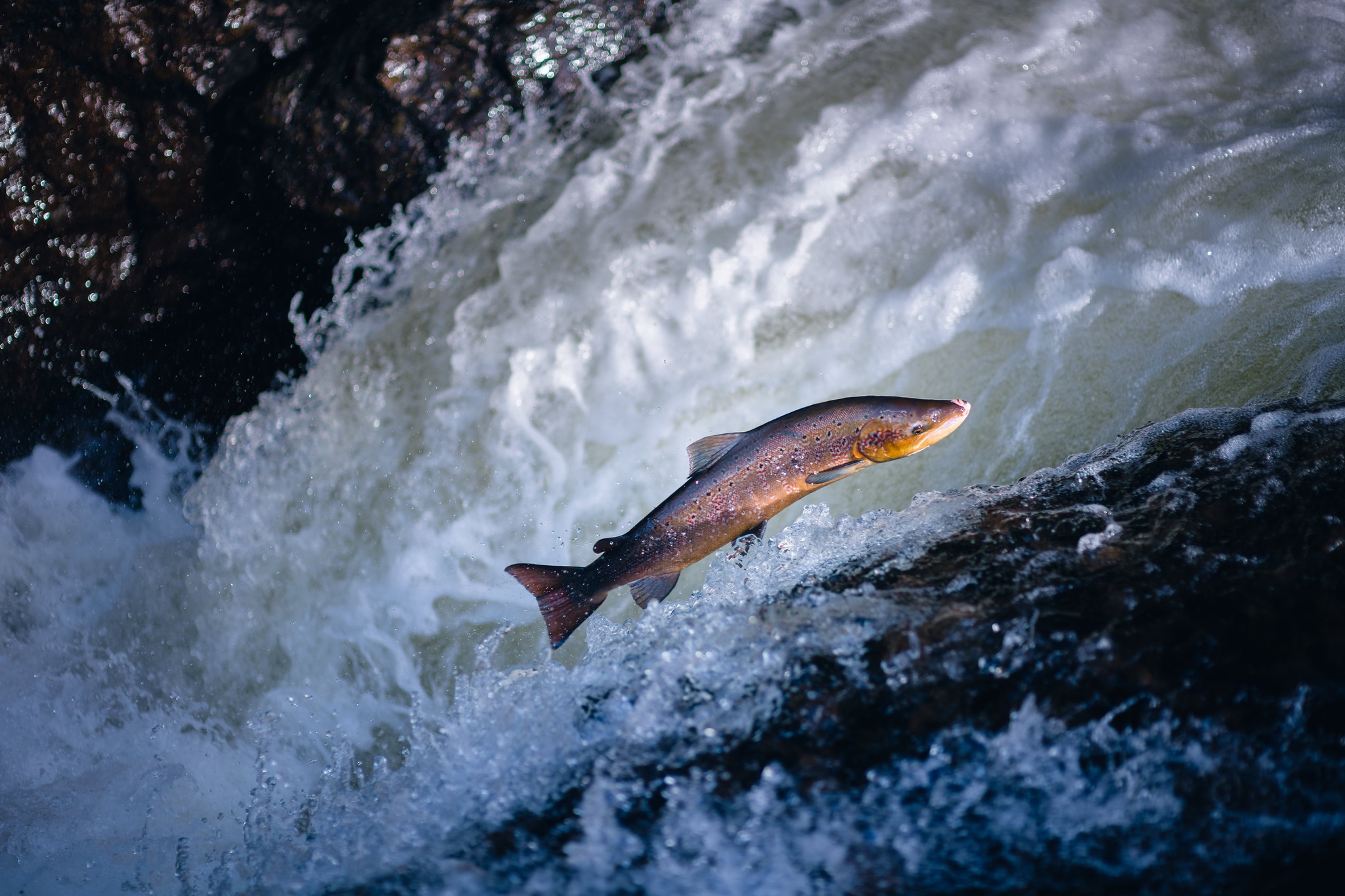 Trout Wall Paper Wallpapers