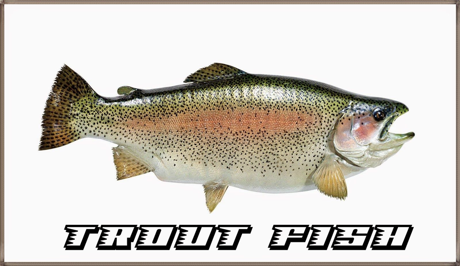 Trout Wall Paper Wallpapers