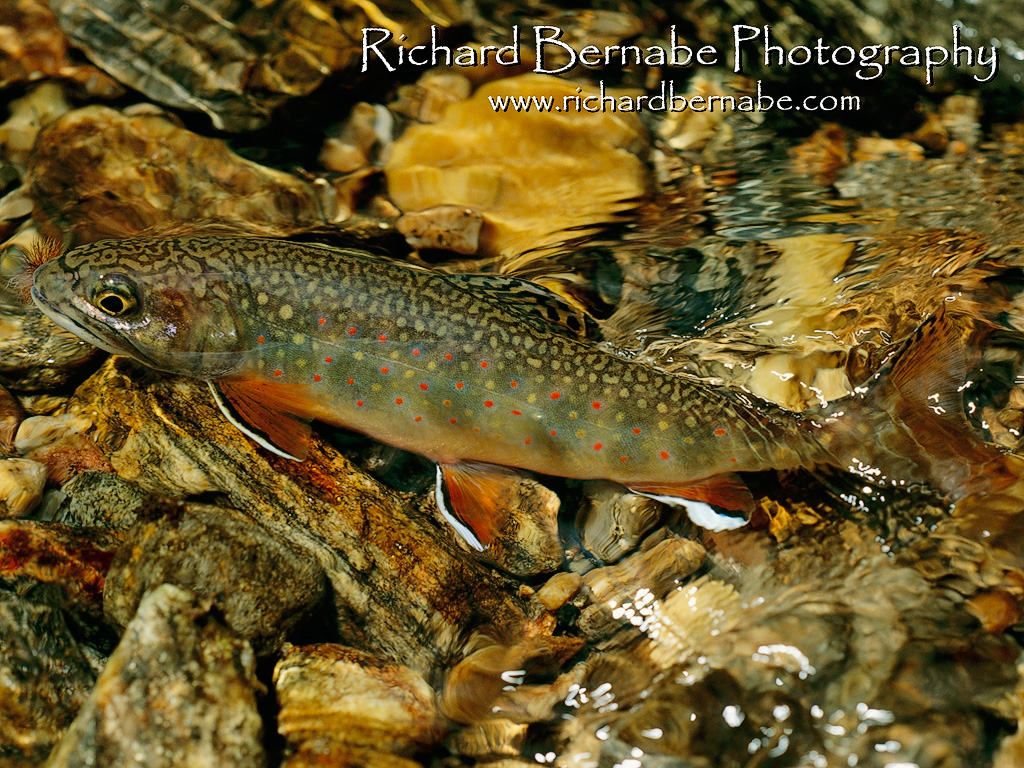 Trout Wall Paper Wallpapers