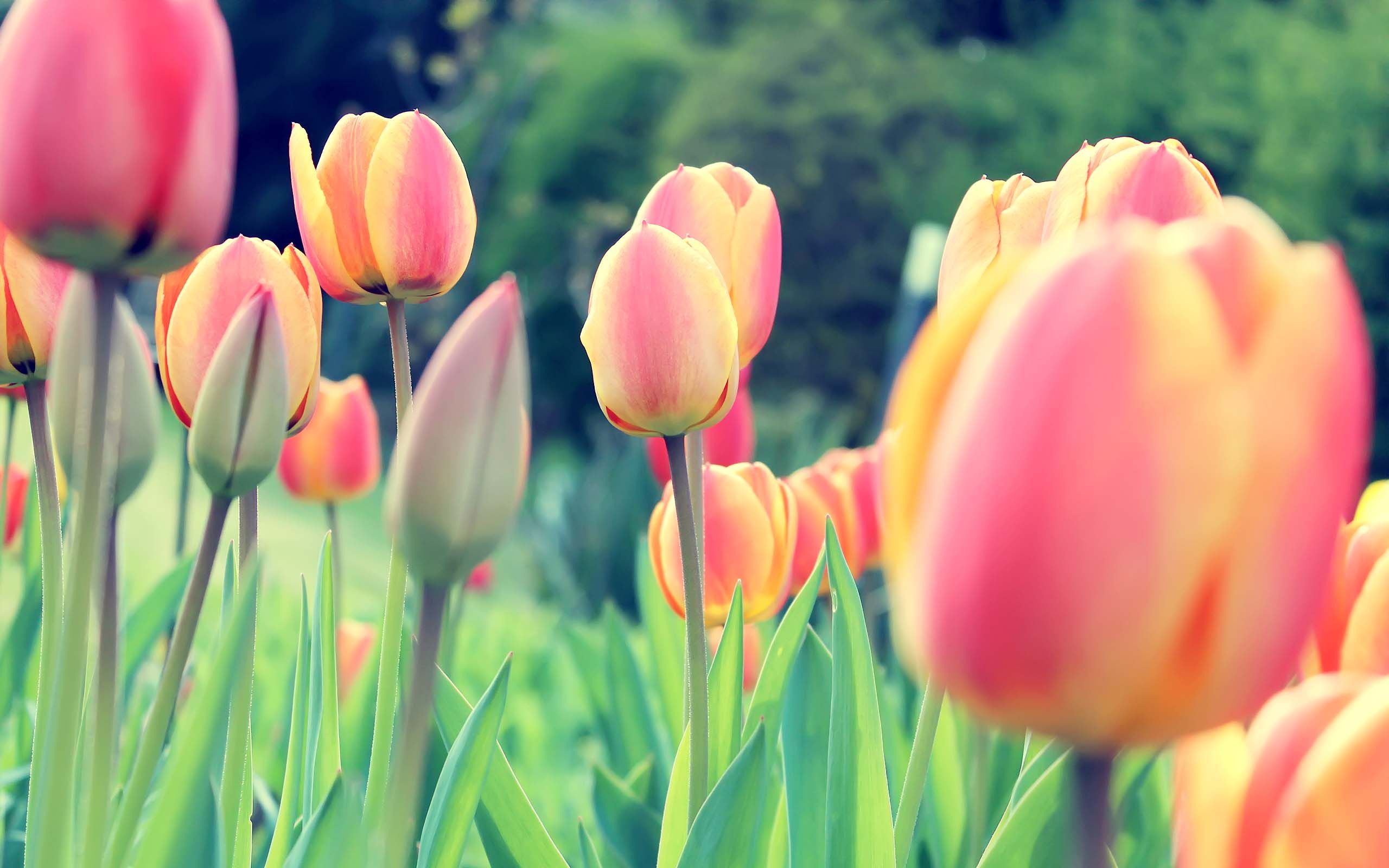 Tulip Desktop Wallpapers