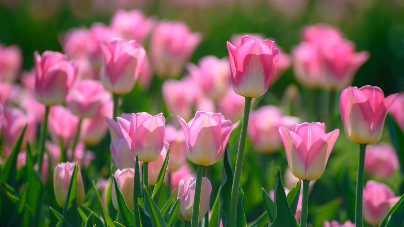 Tulip Desktop Wallpapers