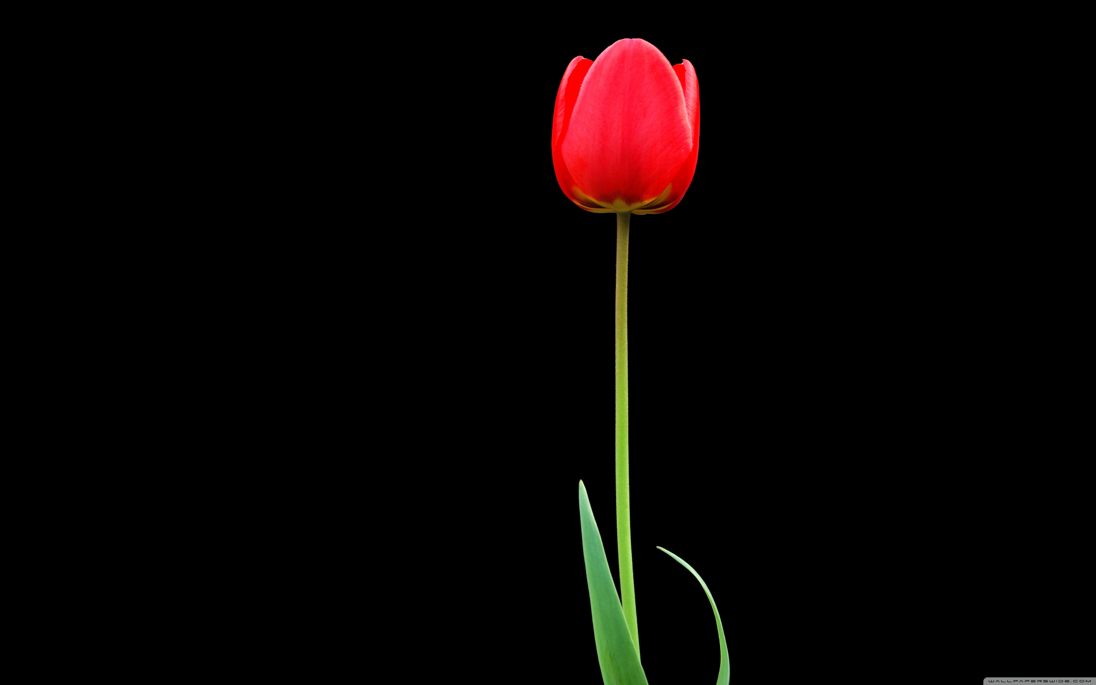 Tulip Desktop Wallpapers