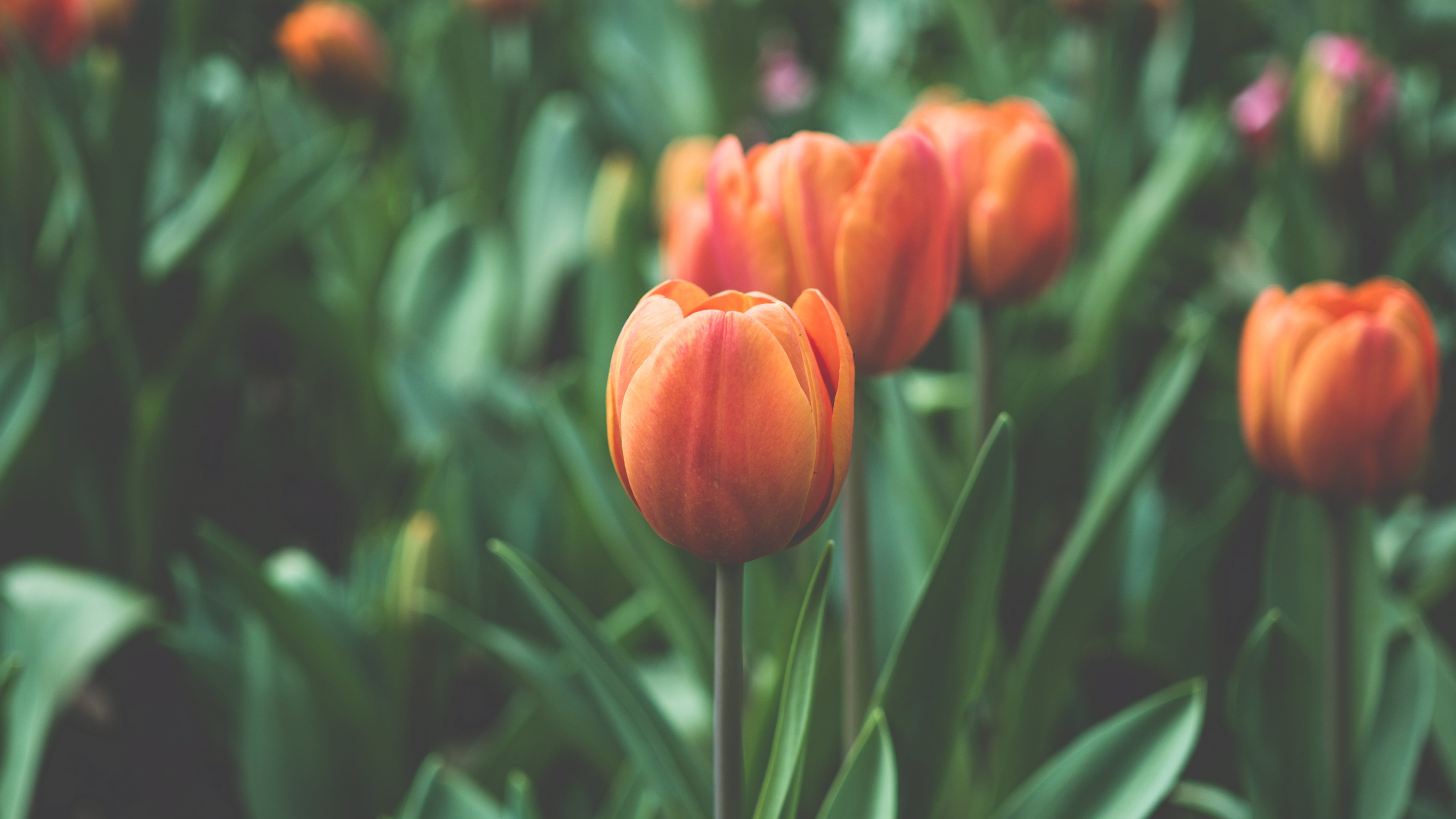 Tulip Desktop Wallpapers