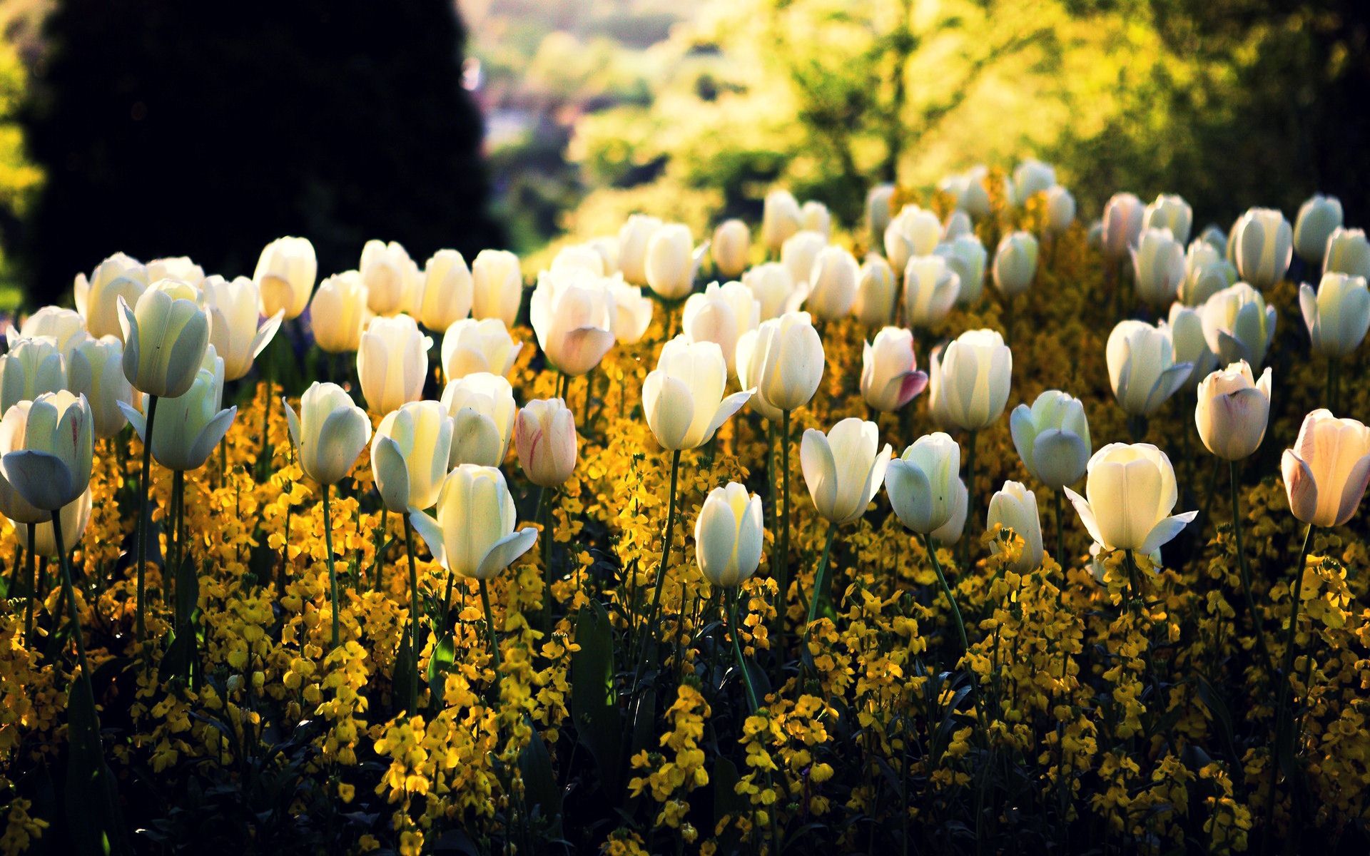 Tulip Desktop Wallpapers