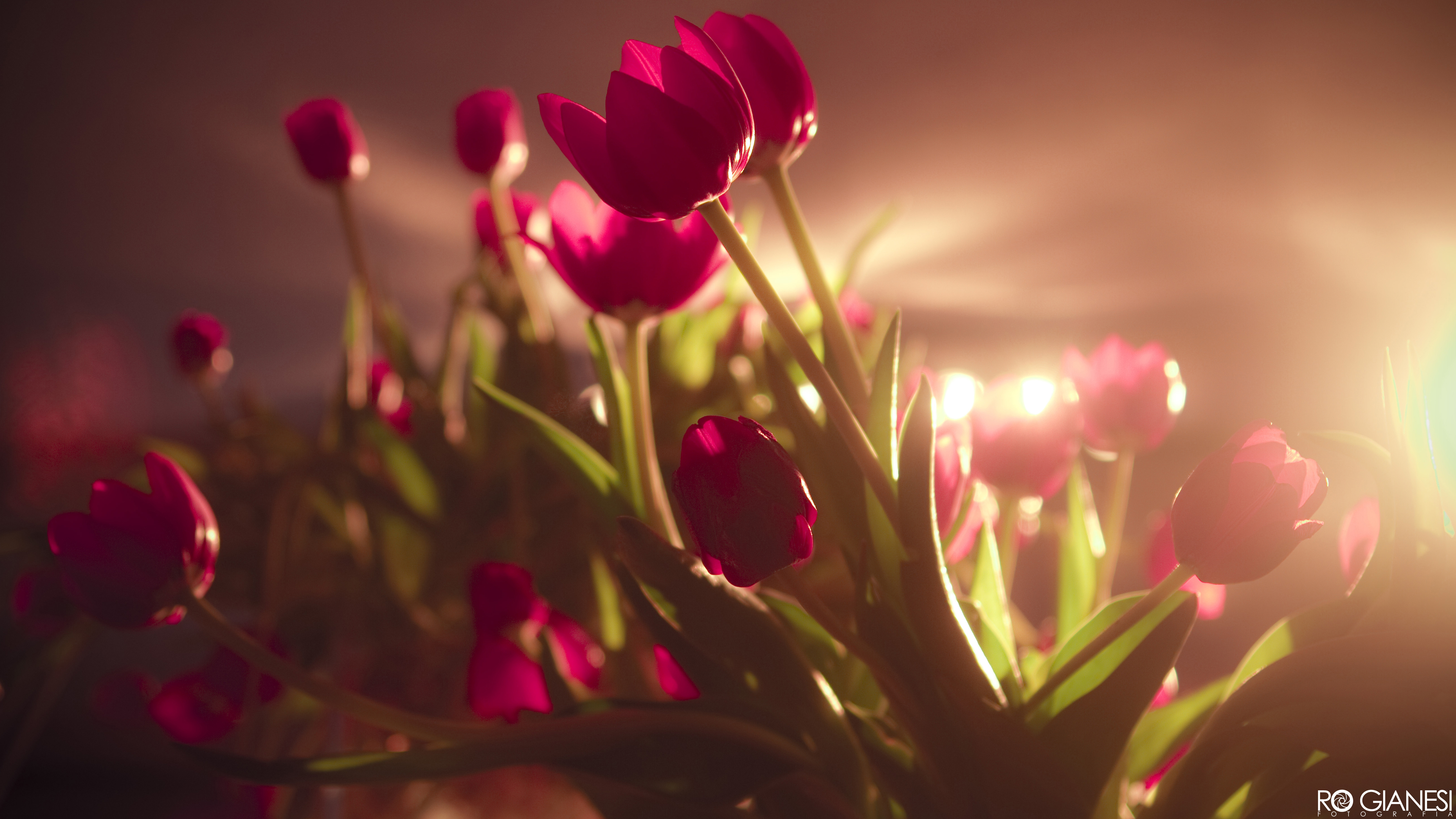 Tulip Desktop Wallpapers