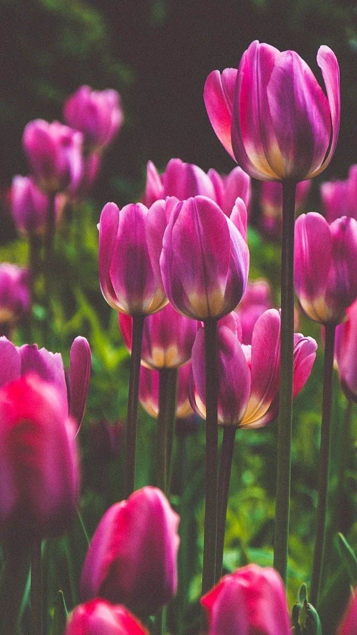 Tulip Phone Wallpapers