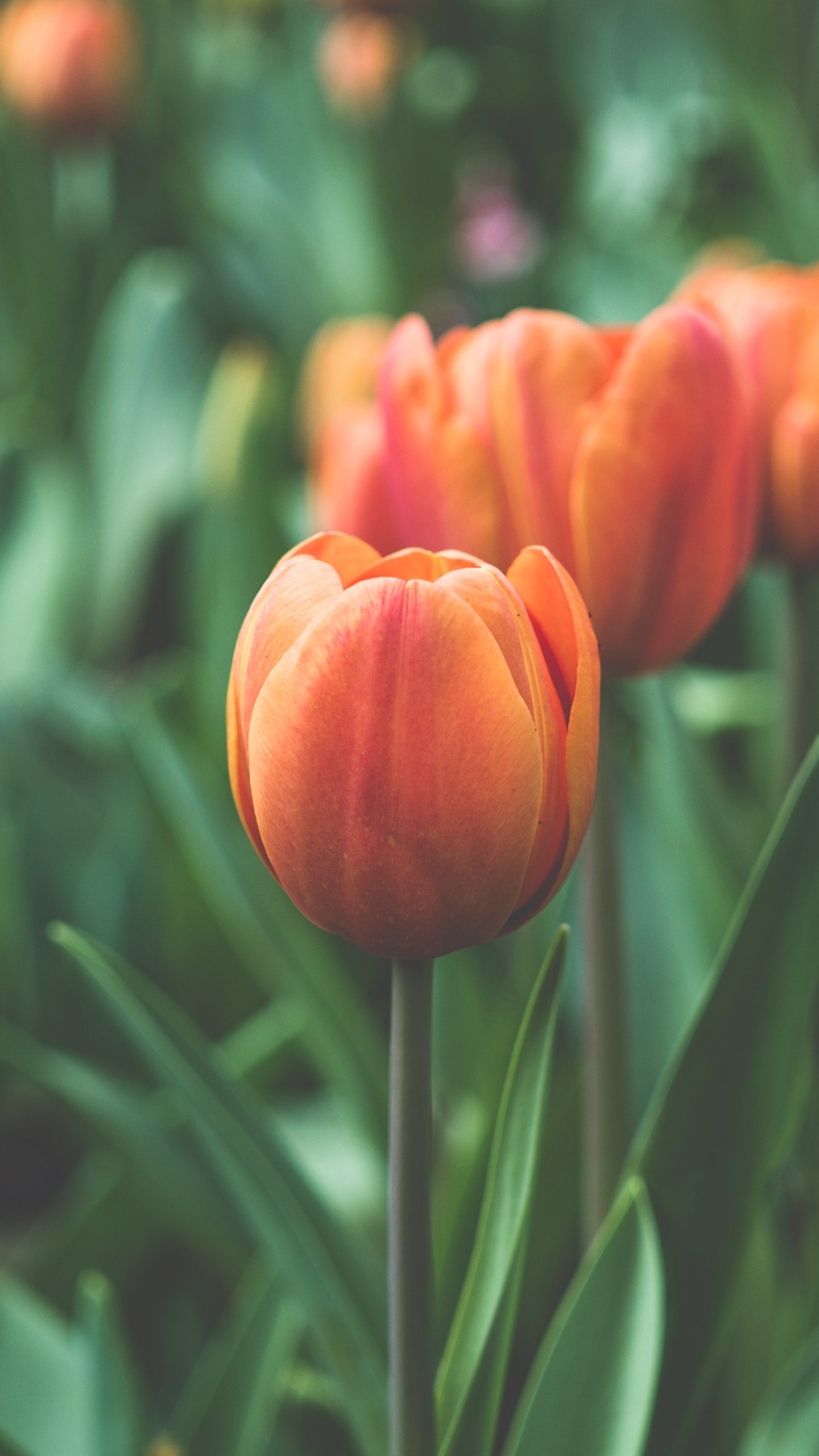 Tulip Phone Wallpapers