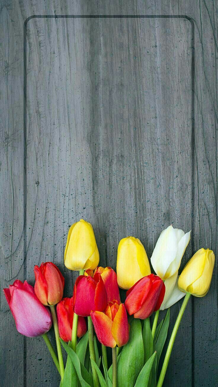 Tulip Phone Wallpapers