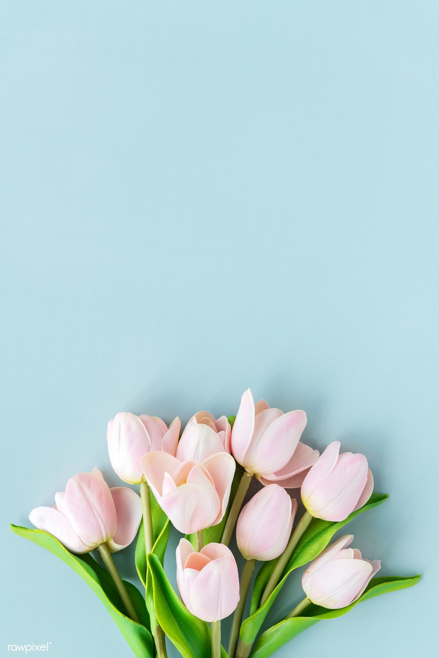 Tulip Phone Wallpapers