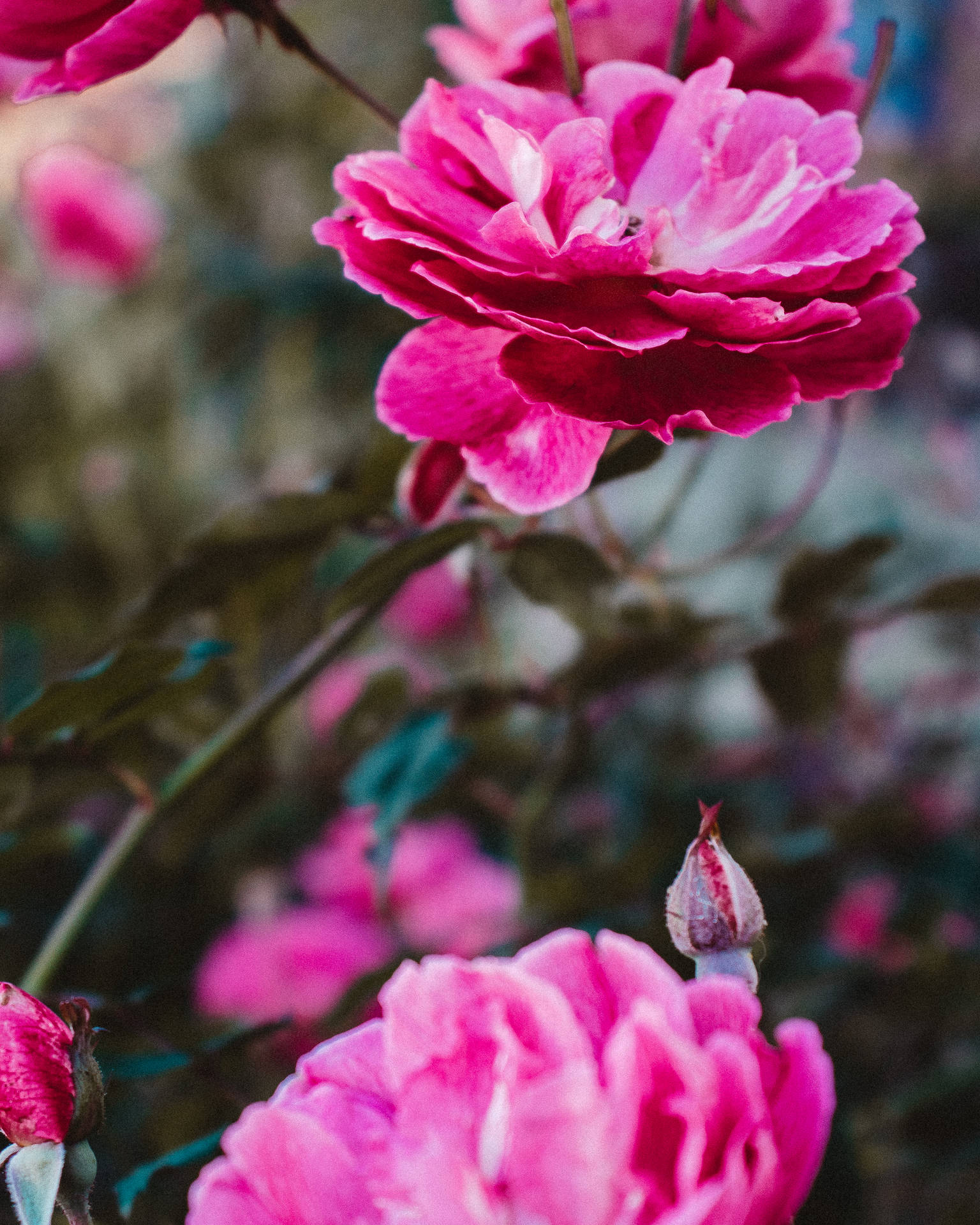 Tumblr Flower Wallpapers