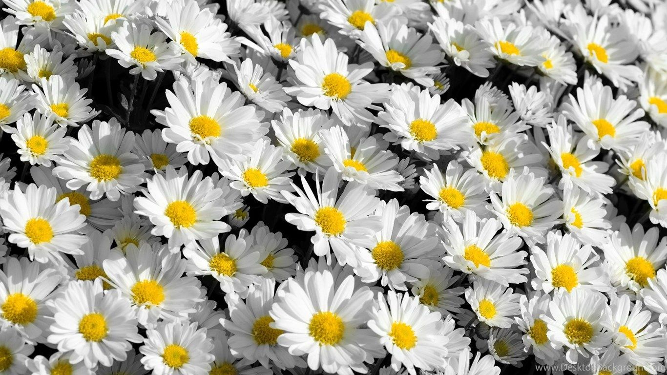 Tumblr Flower Wallpapers