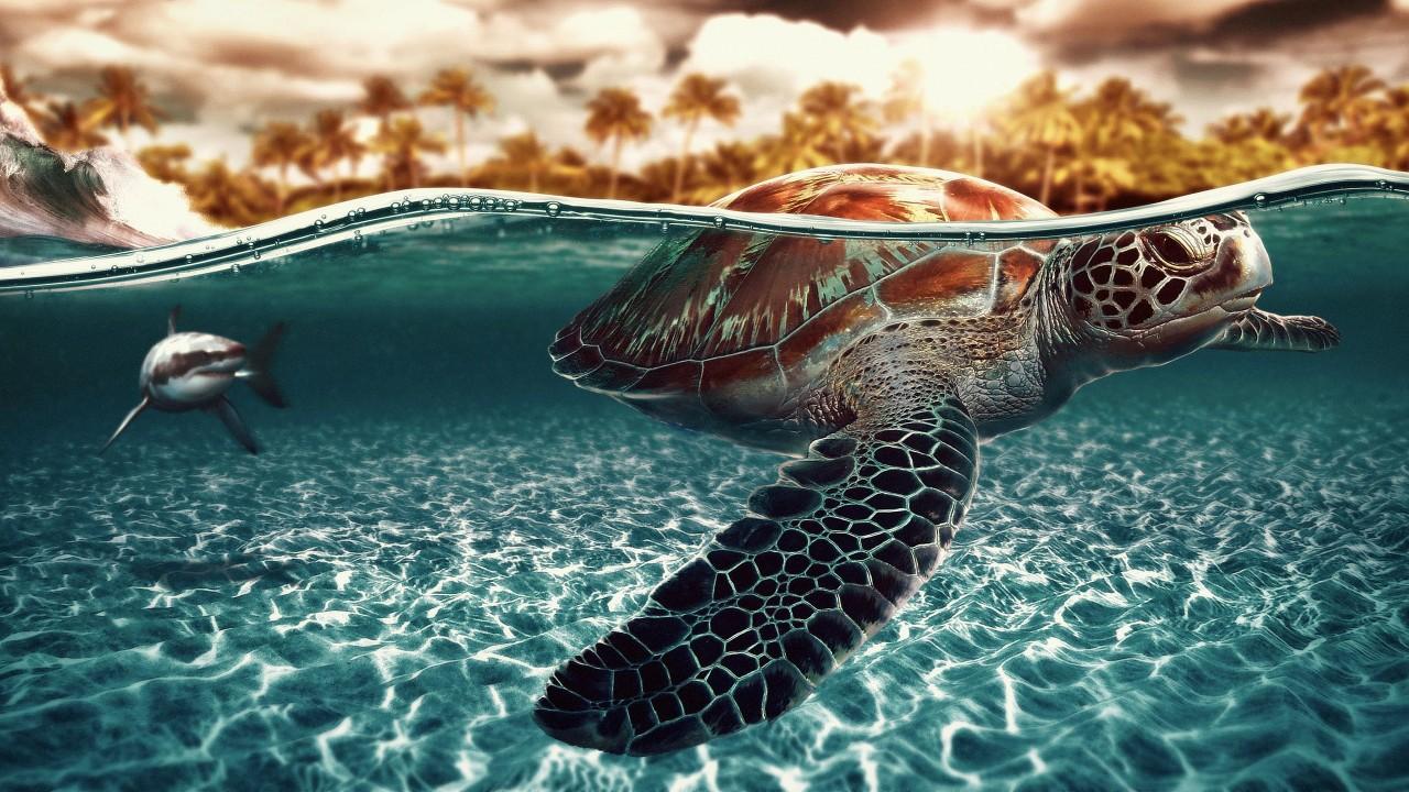 Turtle Beach Wallpapers