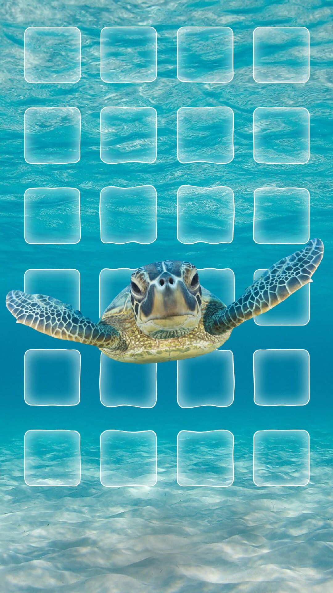 Turtle Iphone Wallpapers