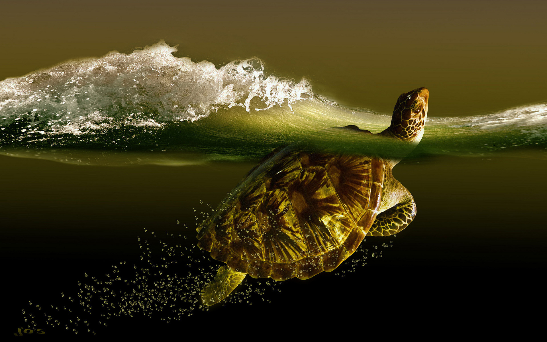 Turtle Art Wallpapers