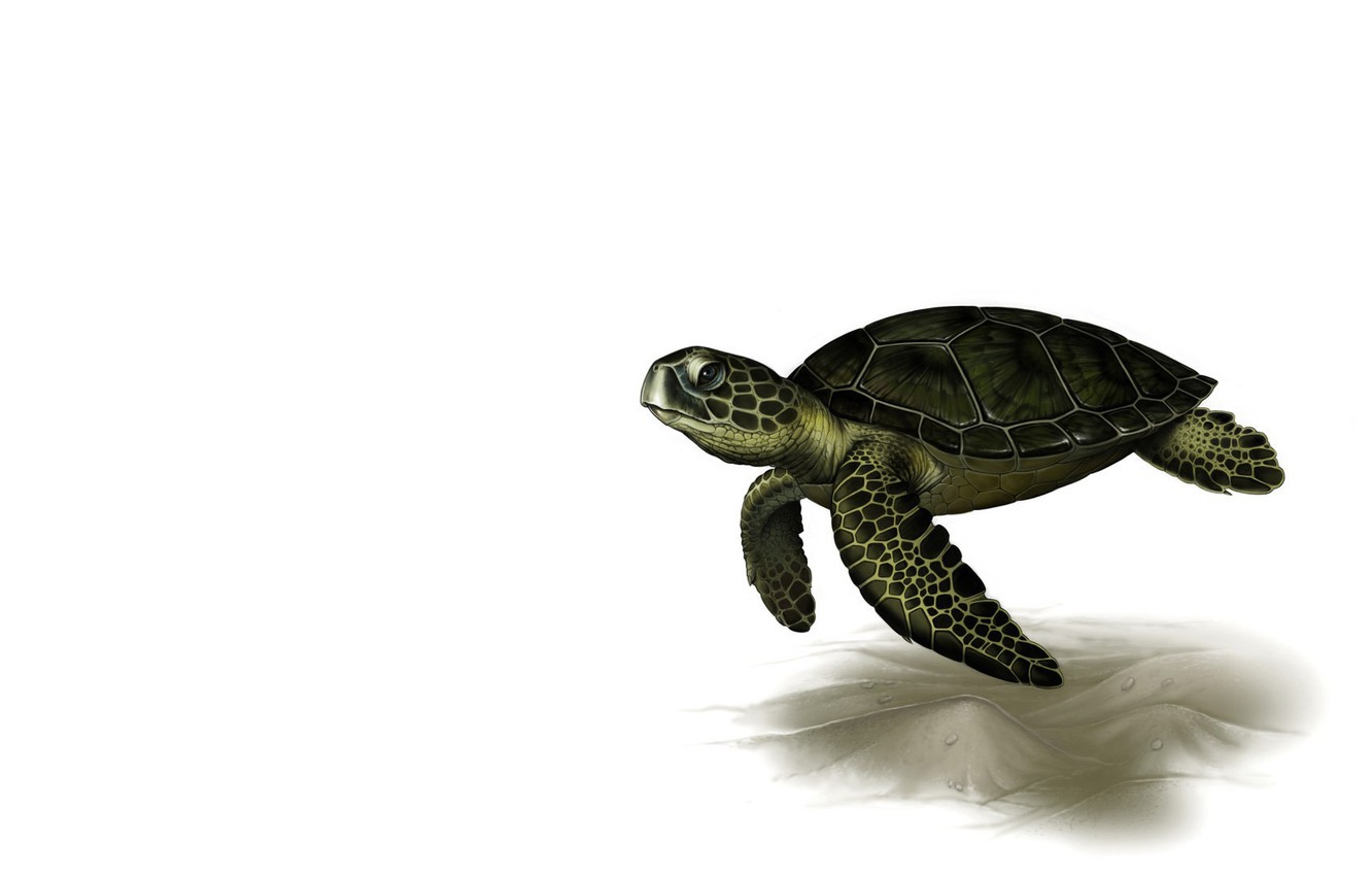 Turtle Art Wallpapers