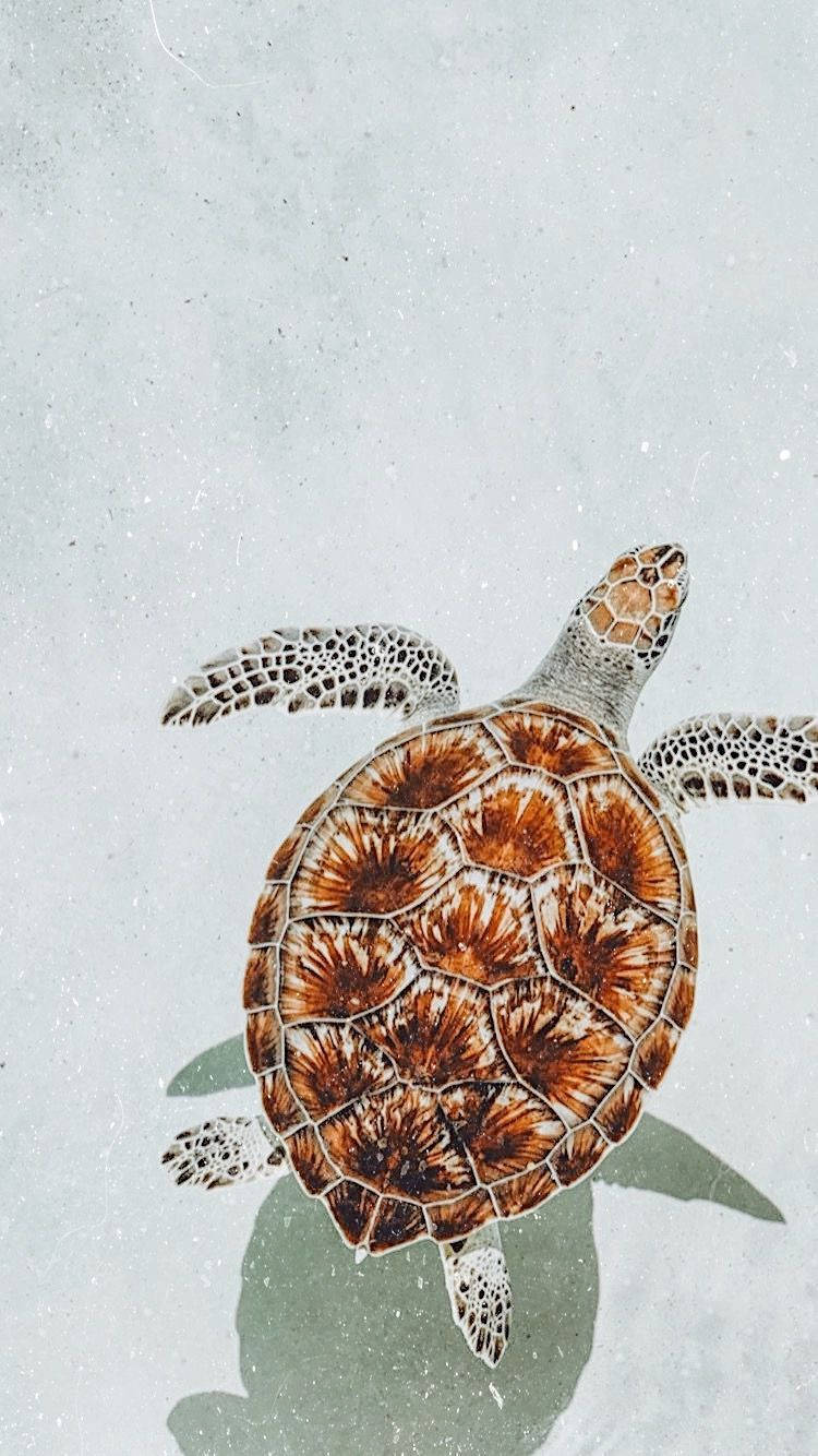 Turtle Art Wallpapers