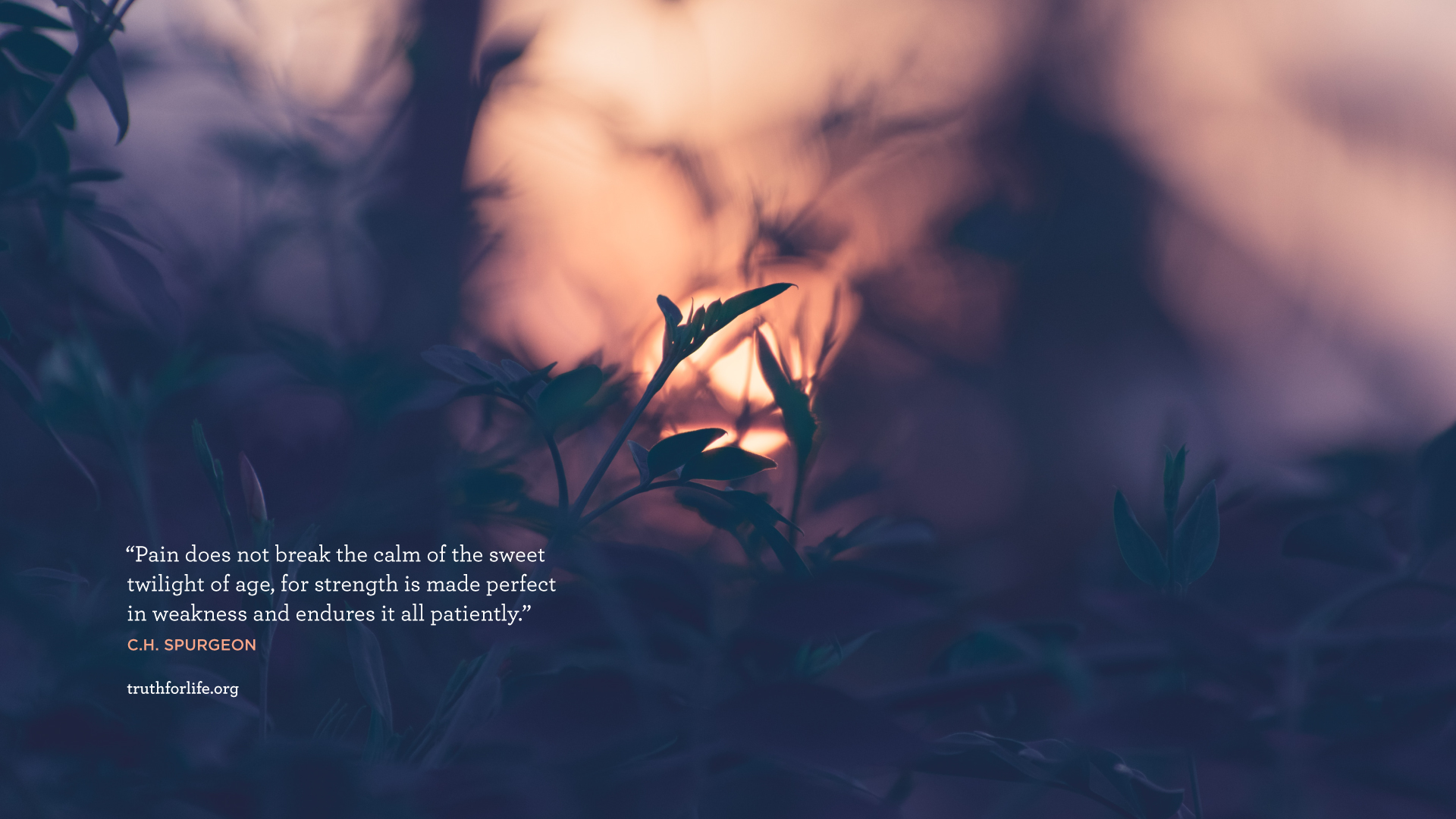 Twilight Quotes Wallpapers