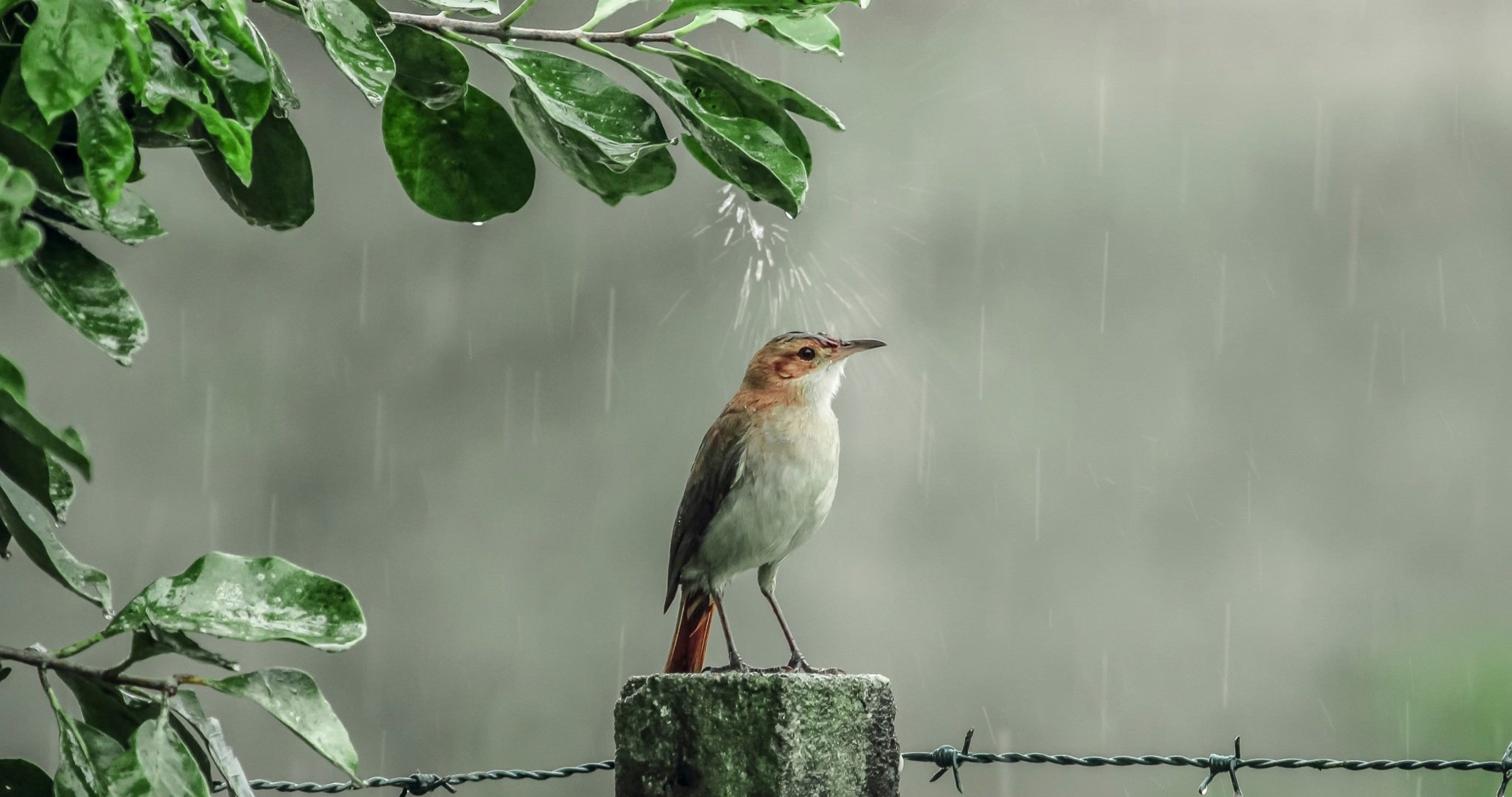 Ultra Hd Rain Wallpapers