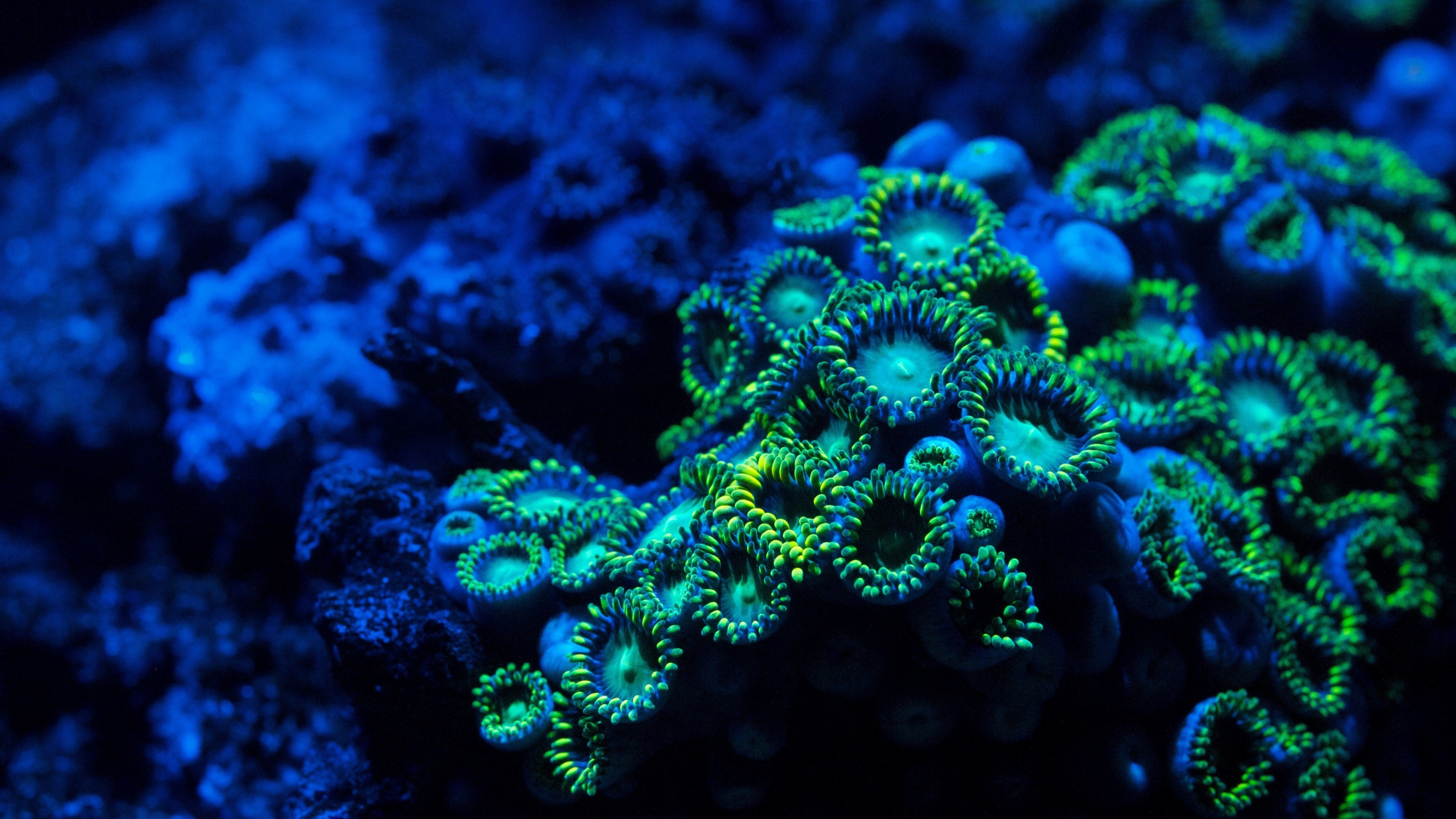 Underwater Coral Wallpapers