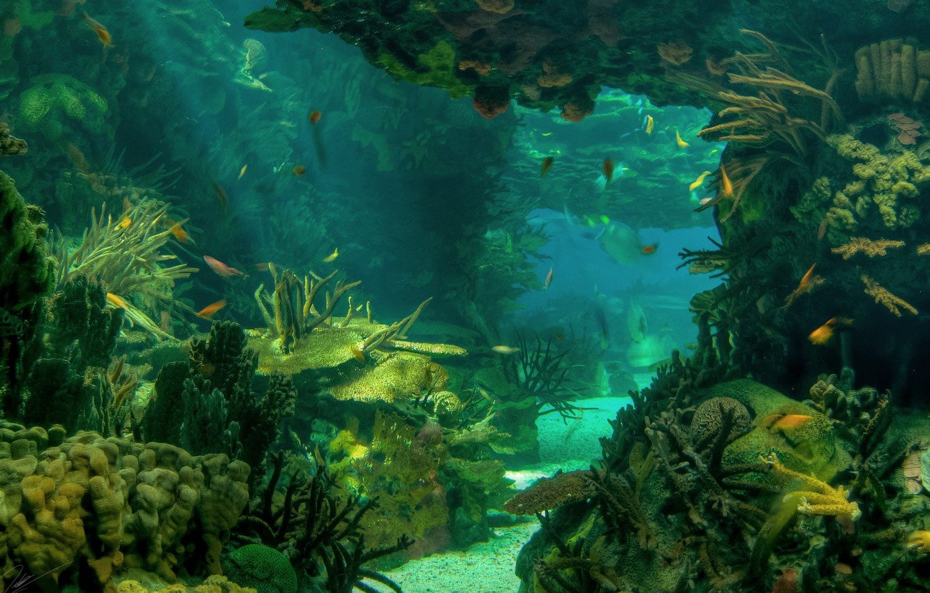 Underwater Ocean Wallpapers