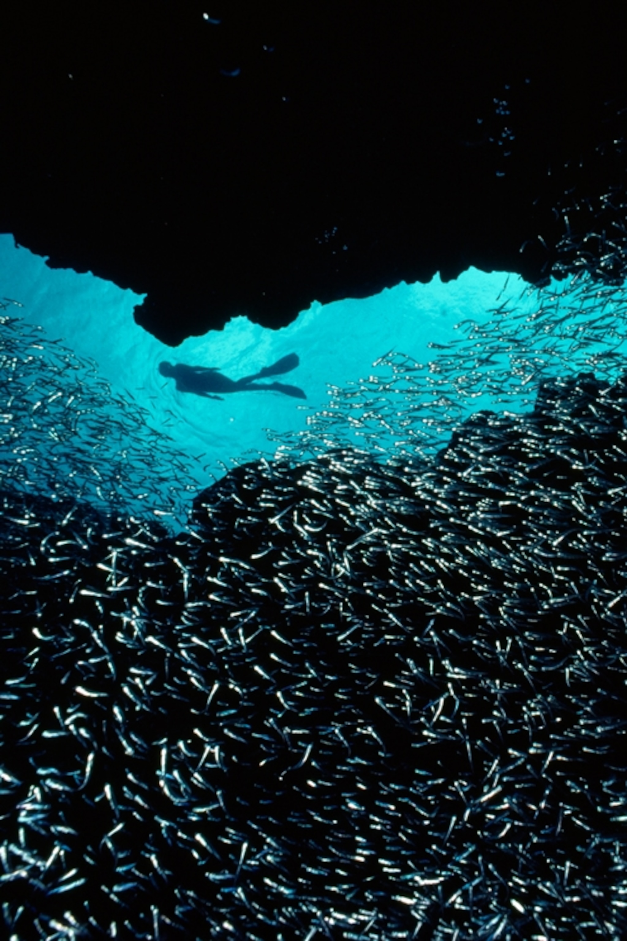 Underwater Ocean Wallpapers