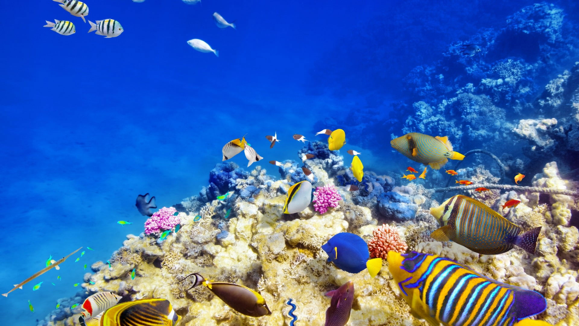 Underwater Ocean Wallpapers