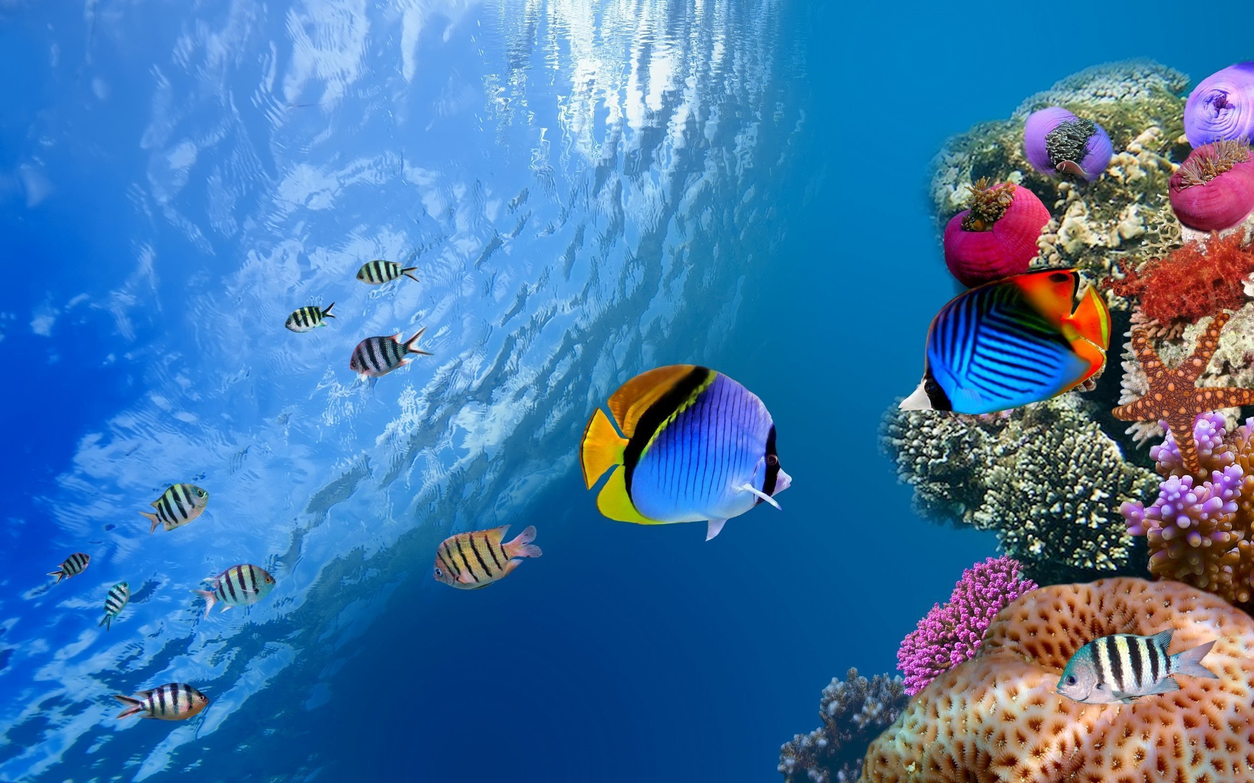 Underwater Ocean Wallpapers