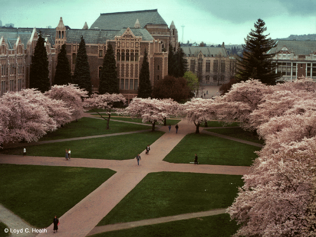 University Of Washington Wallpapers