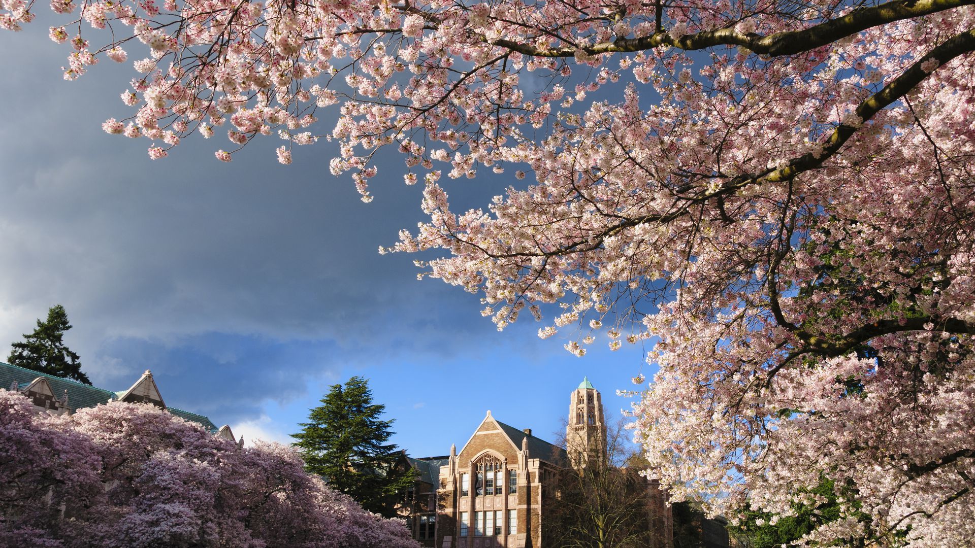 University Of Washington Wallpapers