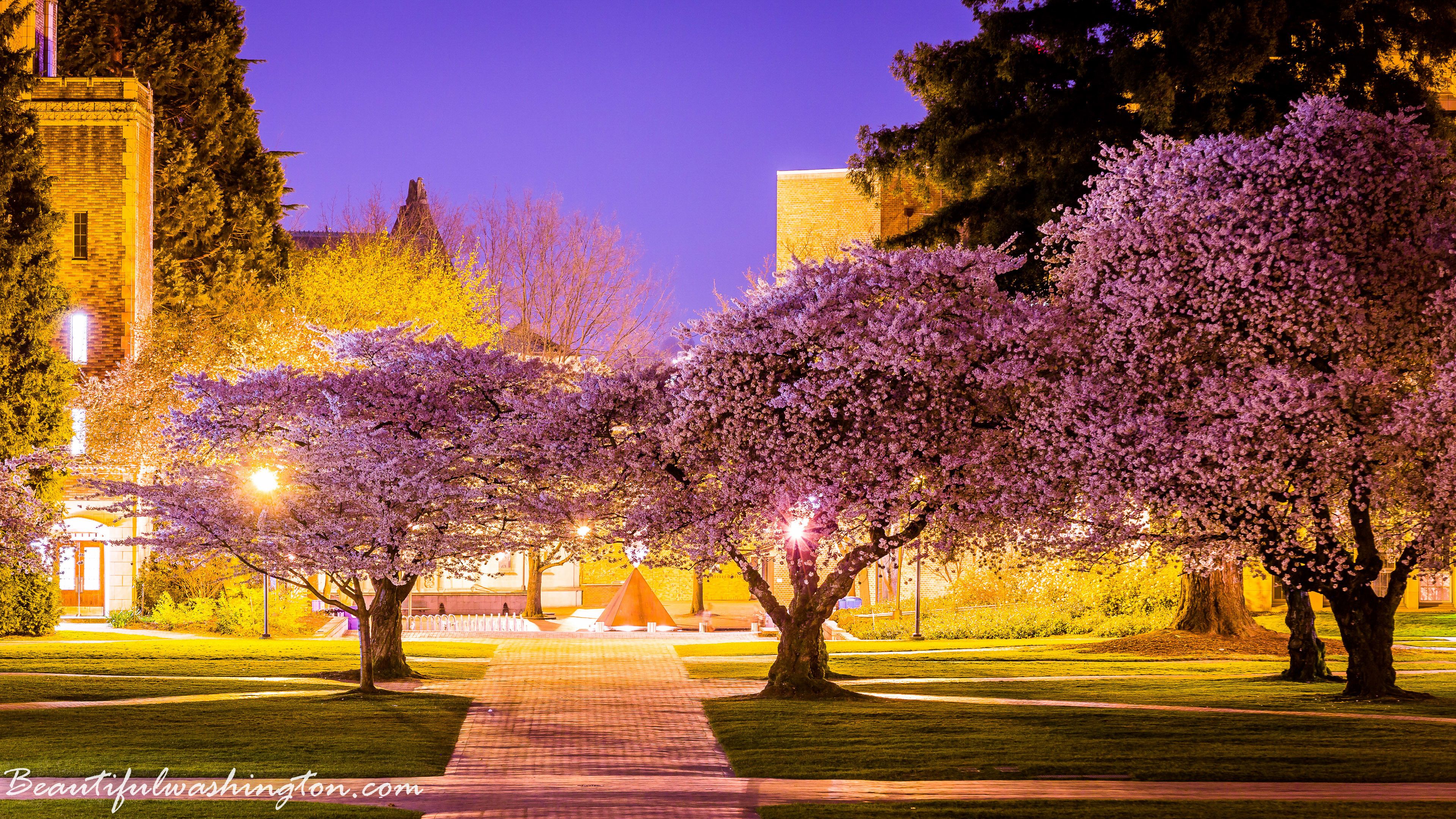 University Of Washington Wallpapers