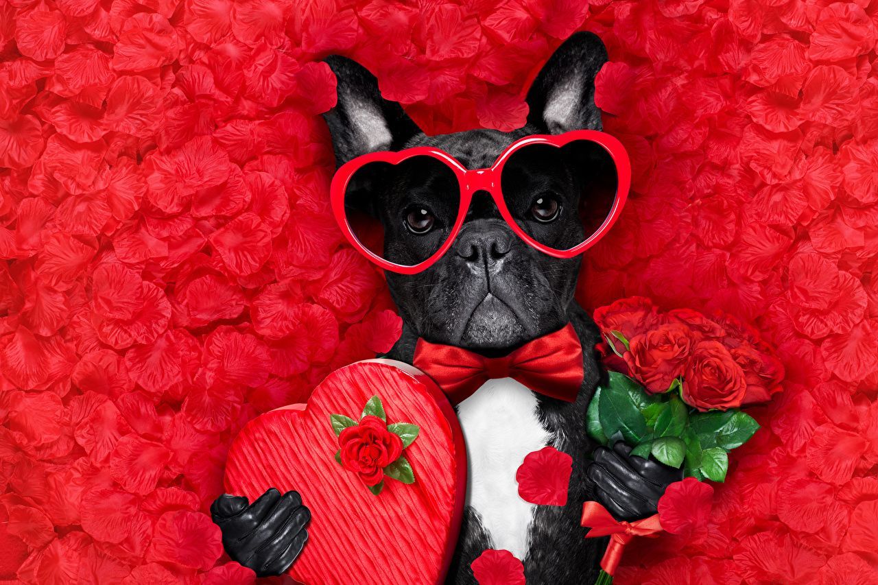 Valentines Dog Wallpapers