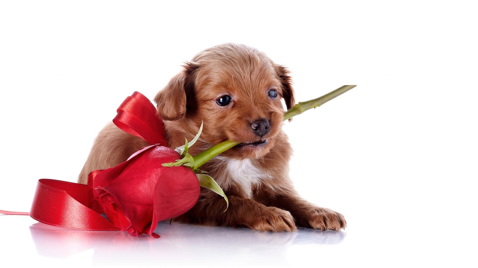 Valentines Dog Wallpapers