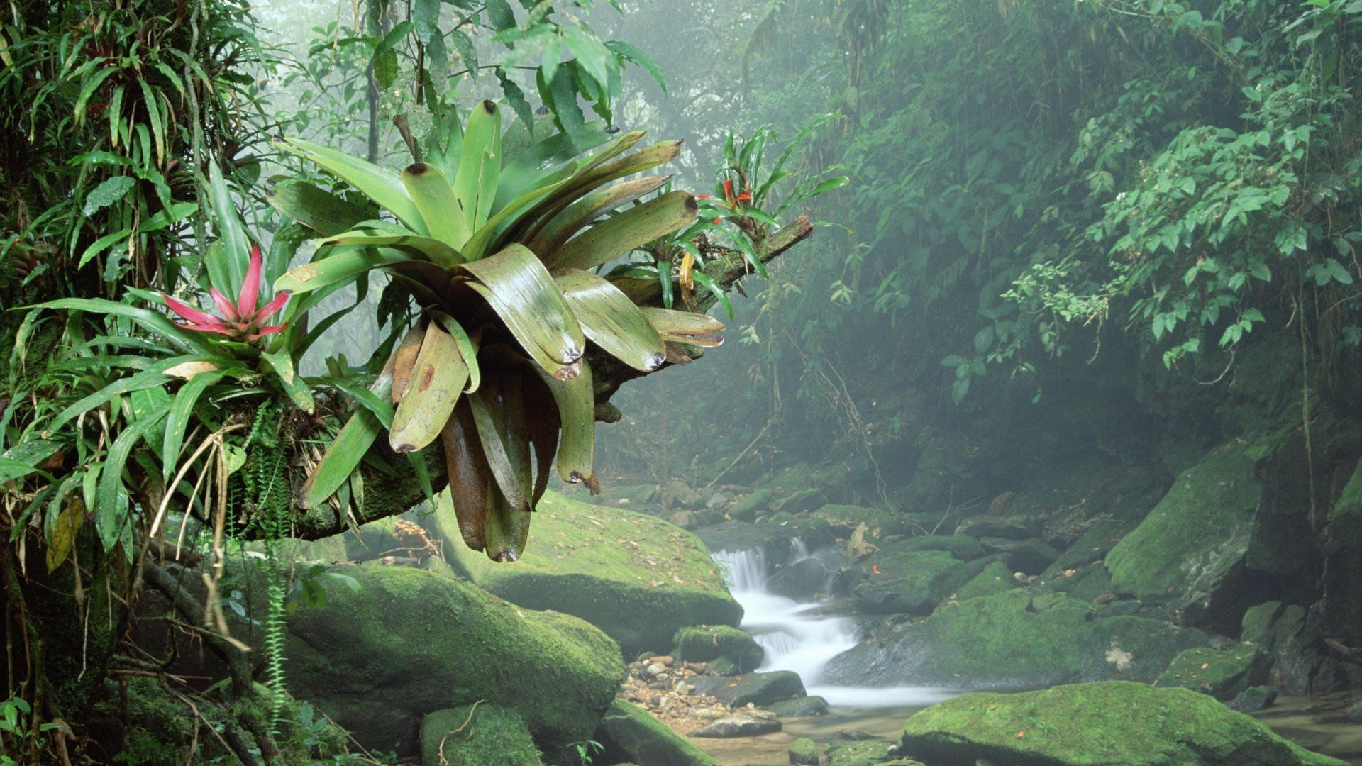 Venezuela Rainforest Wallpapers
