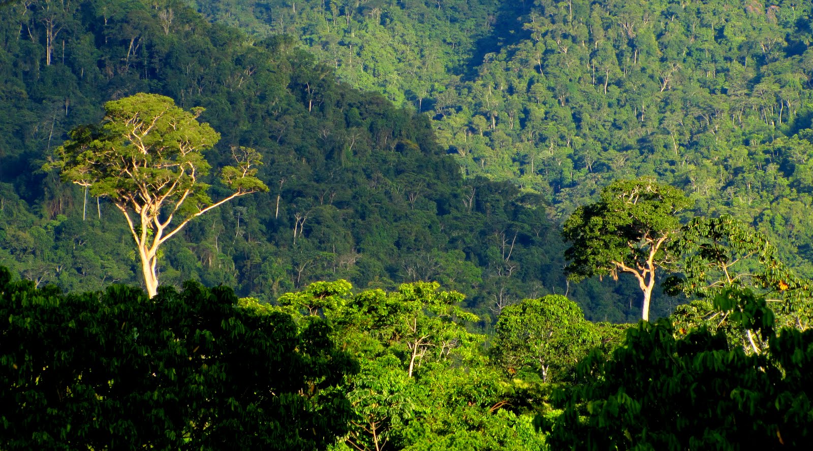 Venezuela Rainforest Wallpapers