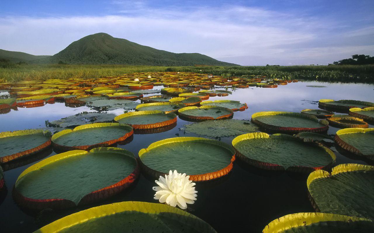 Venezuela Rainforest Wallpapers