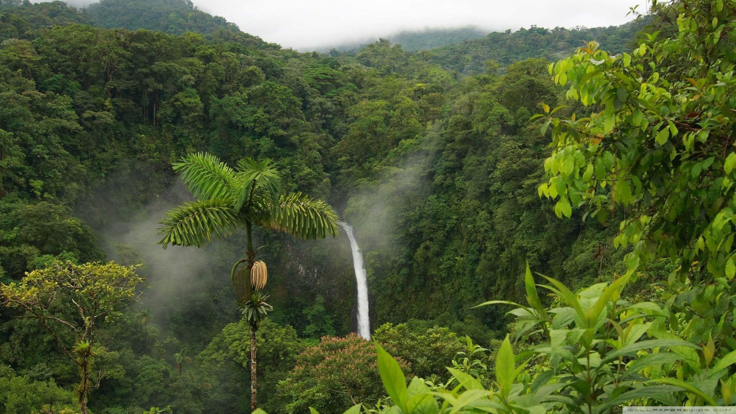 Venezuela Rainforest Wallpapers