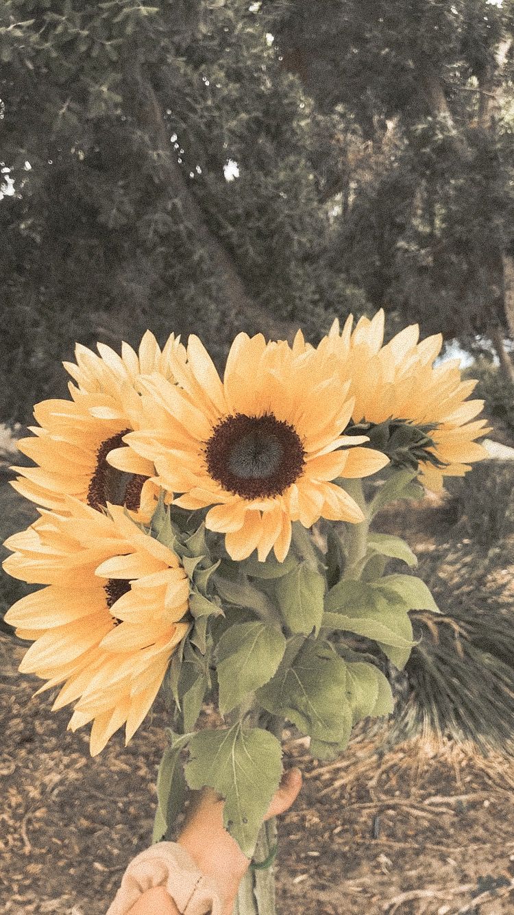 Vintage Aesthetic Sunflowers Wallpapers