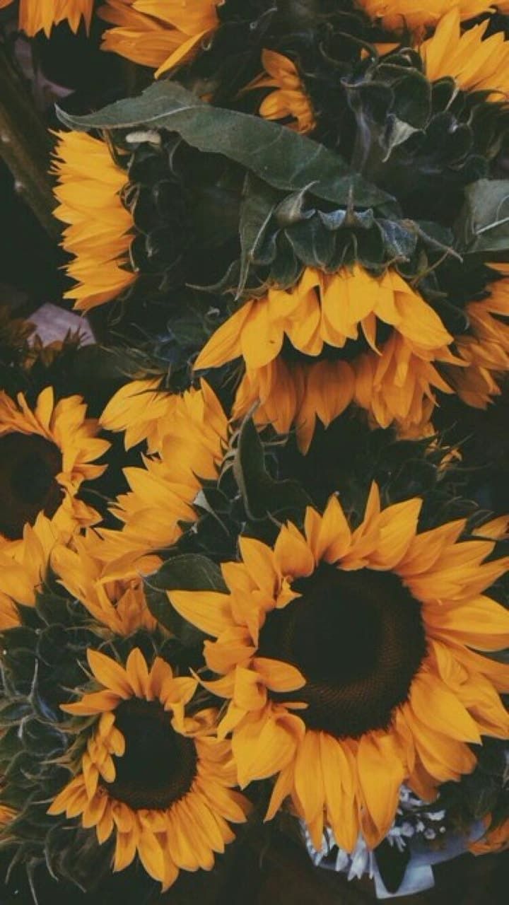 Vintage Aesthetic Sunflowers Wallpapers