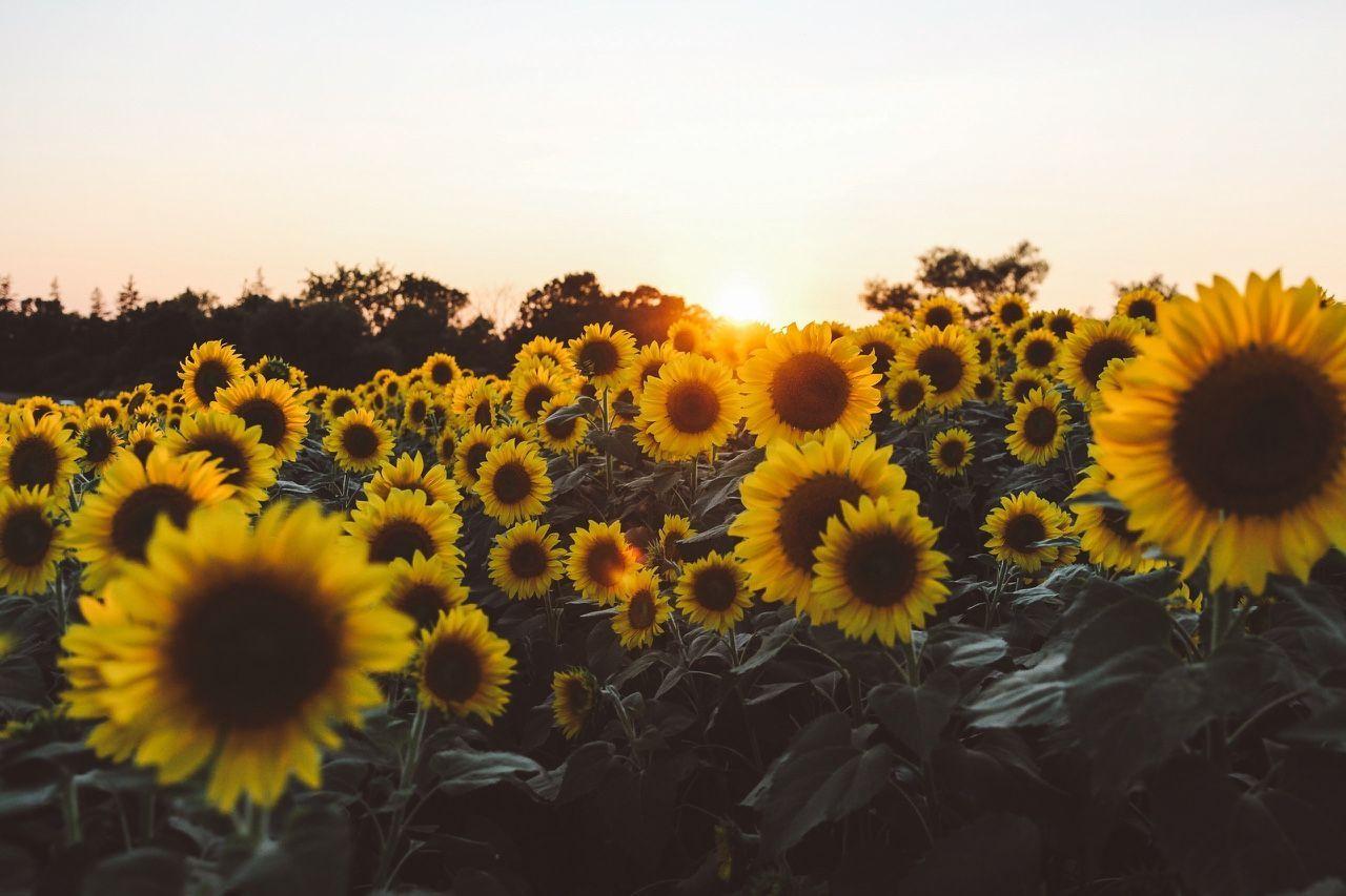 Vintage Aesthetic Sunflowers Wallpapers