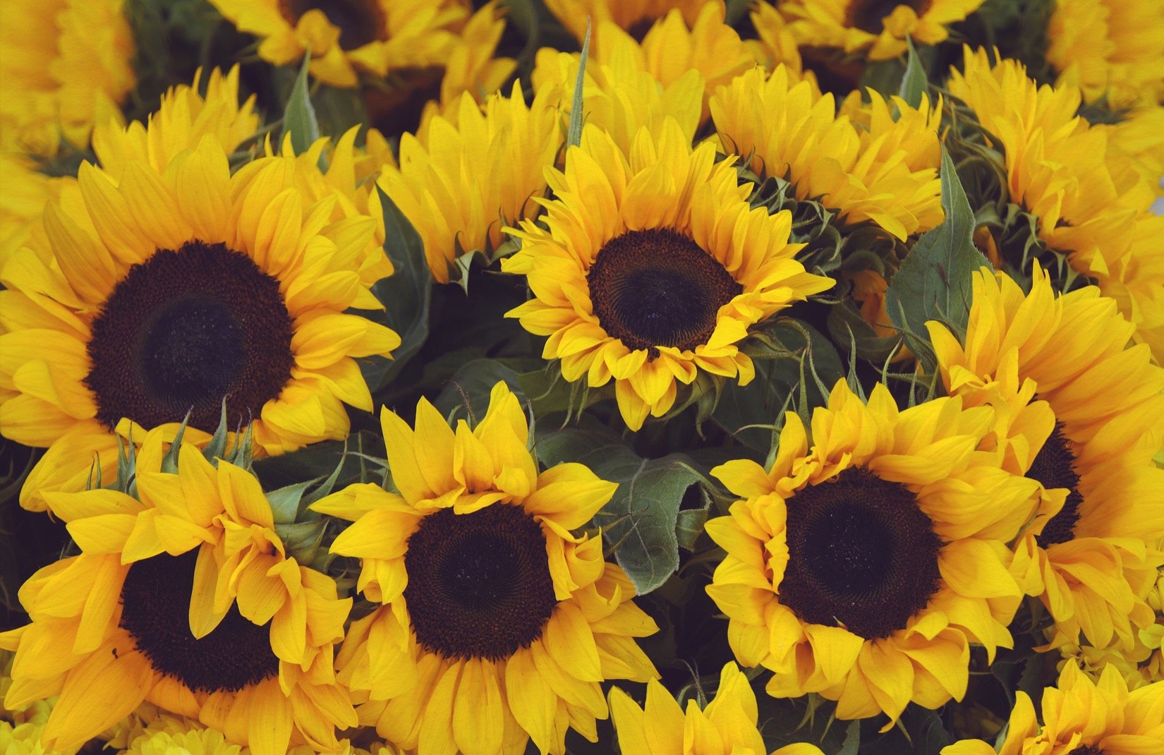 Vintage Aesthetic Sunflowers Wallpapers