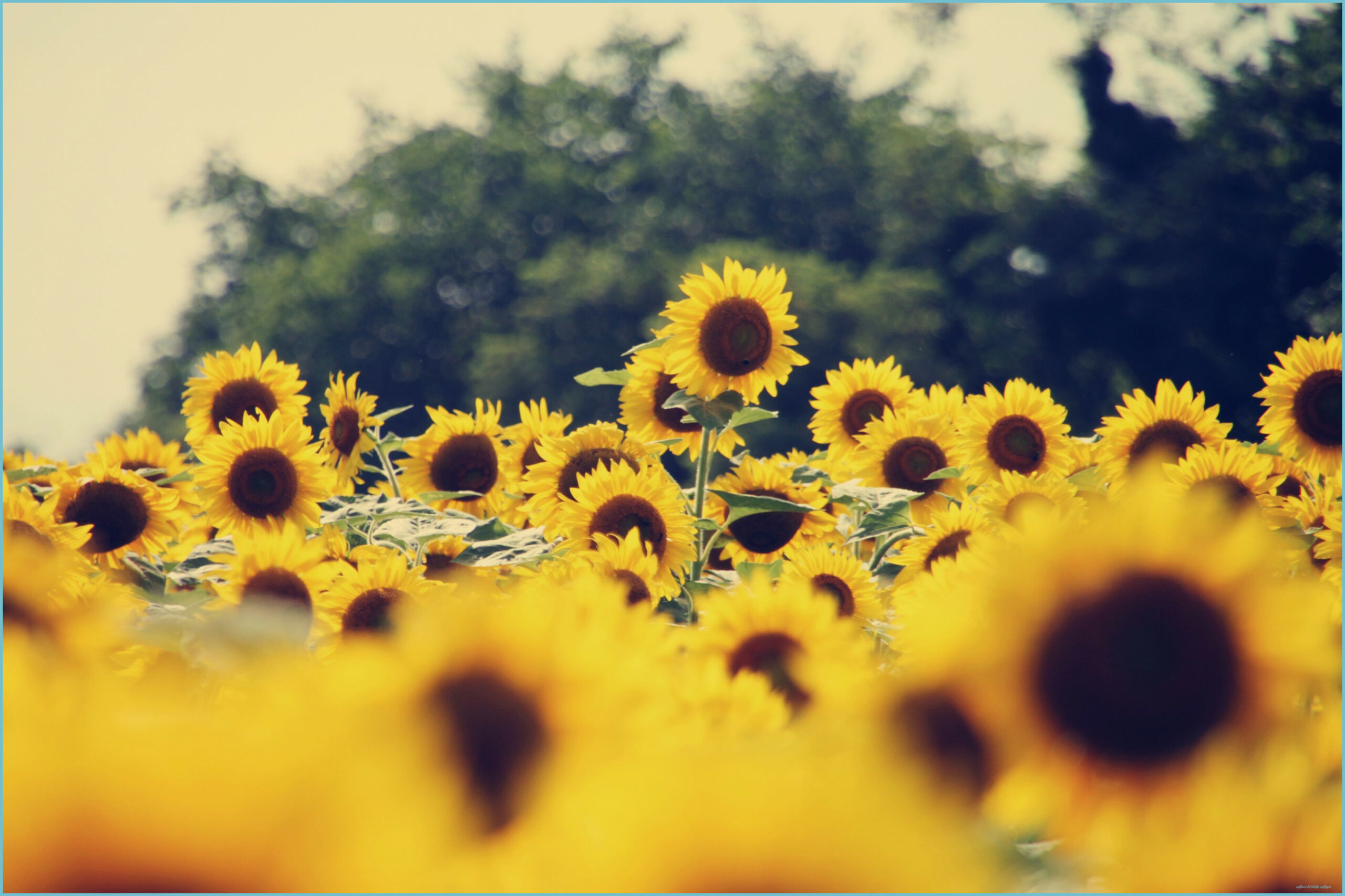 Vintage Aesthetic Sunflowers Wallpapers