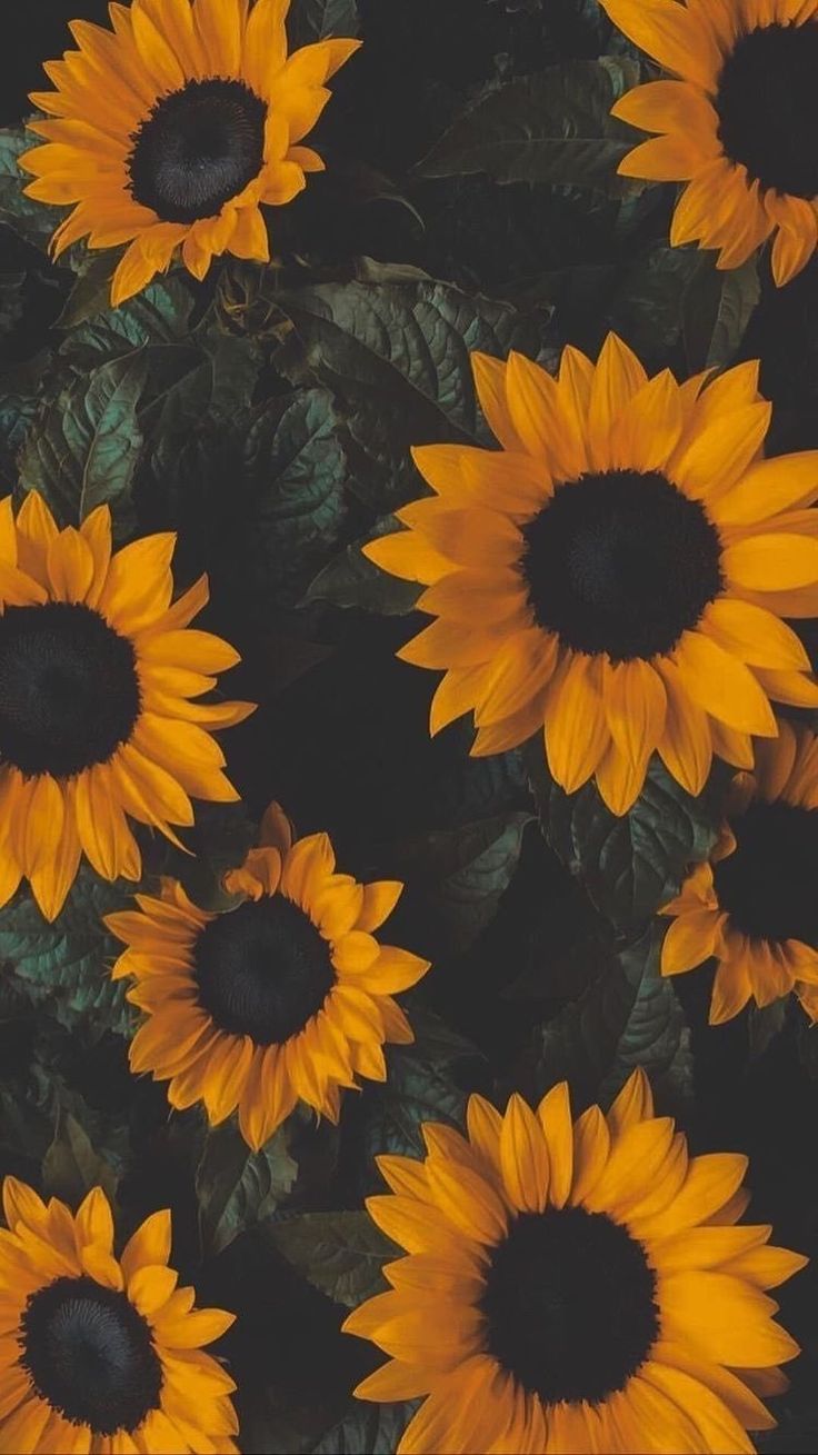 Vintage Aesthetic Sunflowers Wallpapers