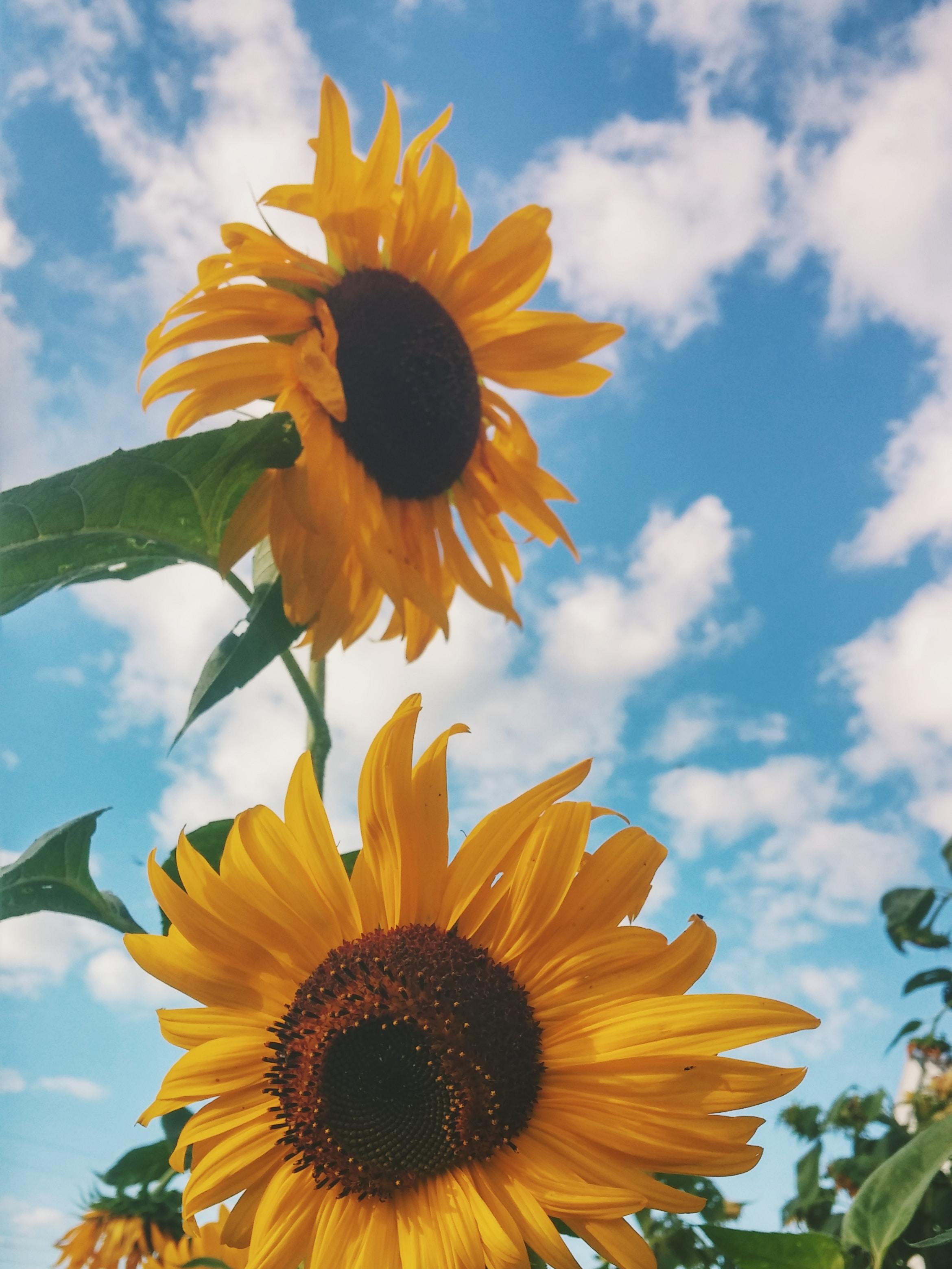 Vintage Aesthetic Sunflowers Wallpapers