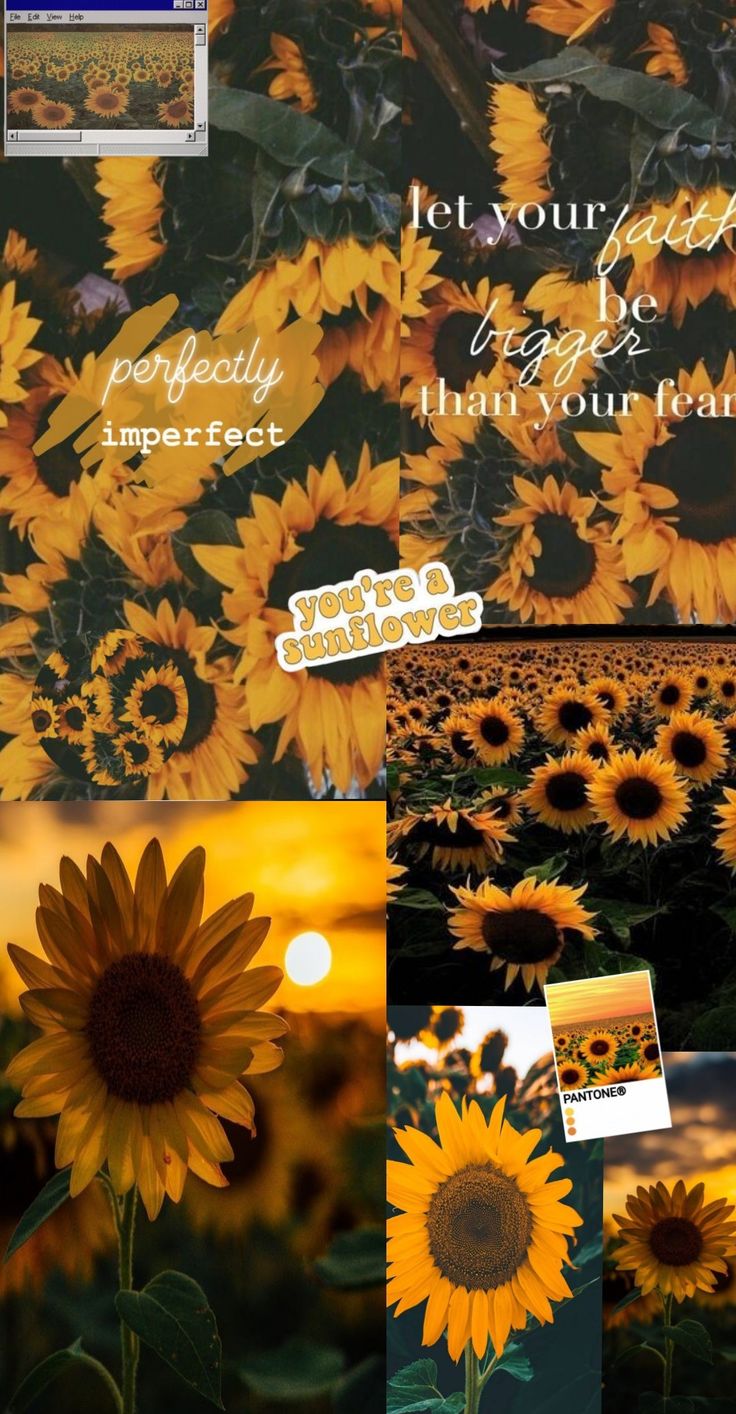 Vintage Aesthetic Sunflowers Wallpapers