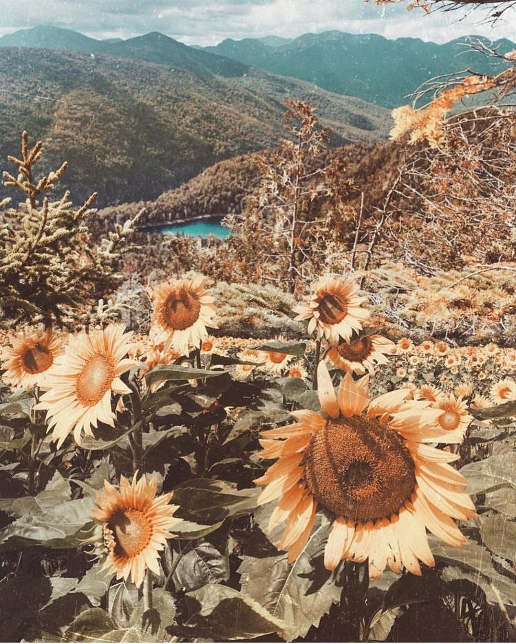 Vintage Aesthetic Sunflowers Wallpapers