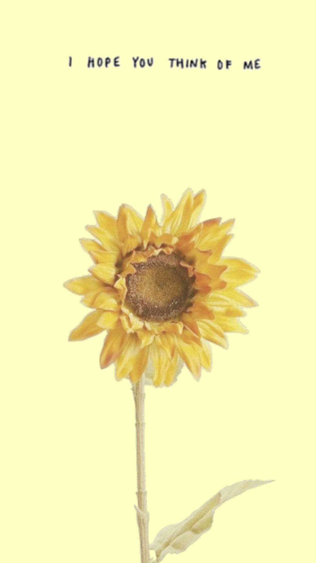 Vintage Aesthetic Sunflowers Wallpapers