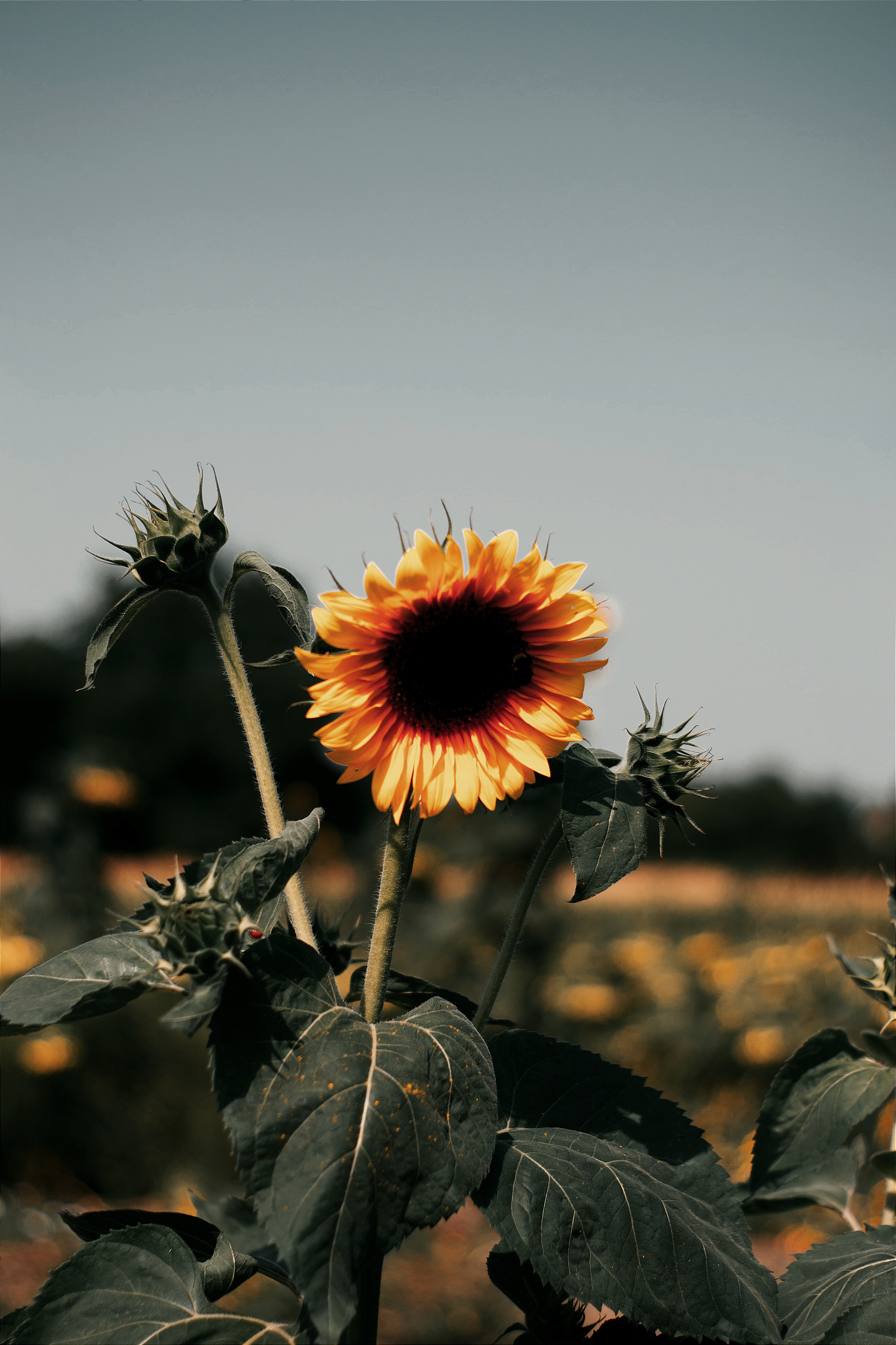 Vintage Aesthetic Sunflowers Wallpapers