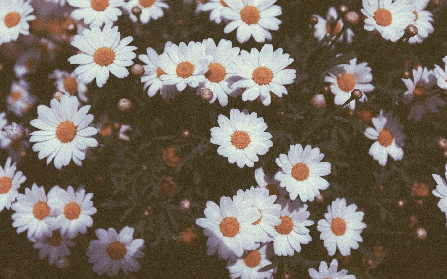 Vintage Daisy Wallpapers