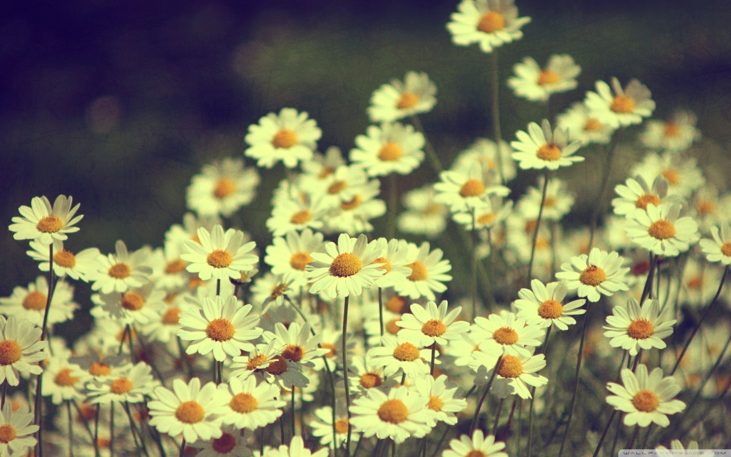 Vintage Daisy Wallpapers